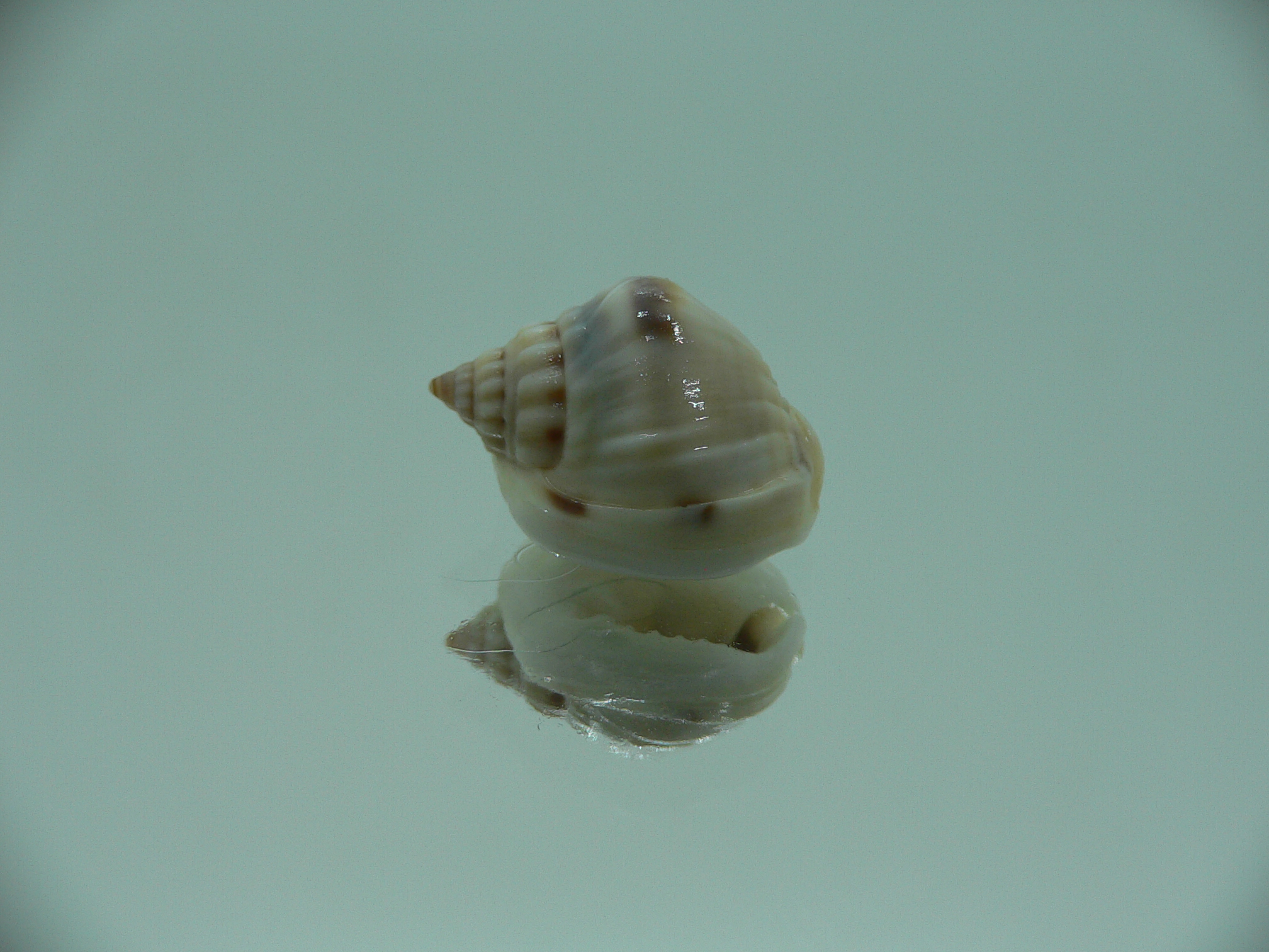 Nassarius bimaculosus BIG & SUPER
