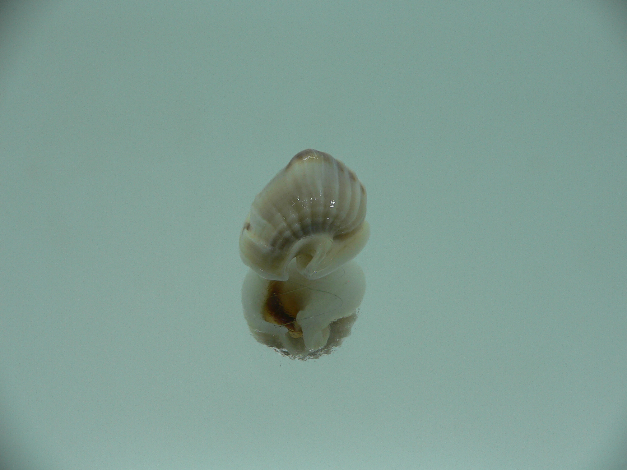 Nassarius bimaculosus BIG & SUPER
