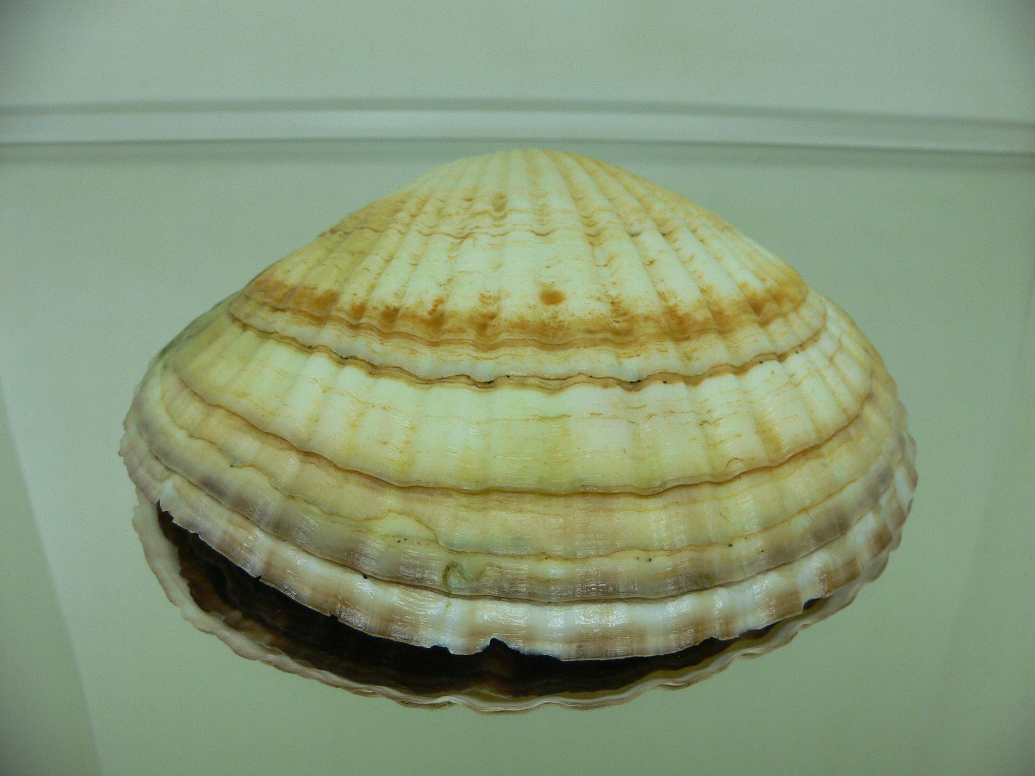 Patinopecten yessoensis SUPER COLOR