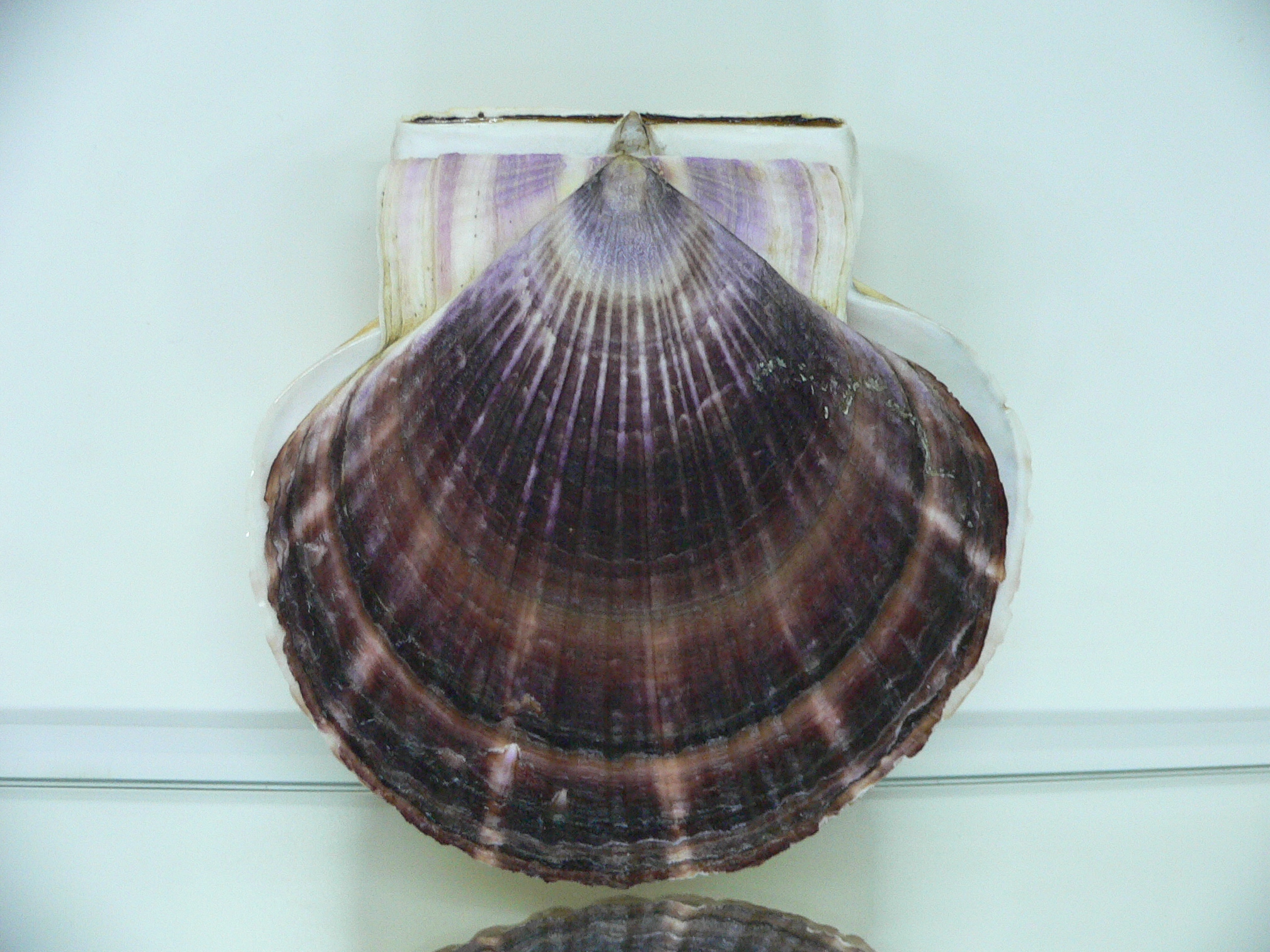 Patinopecten yessoensis SUPER COLOR