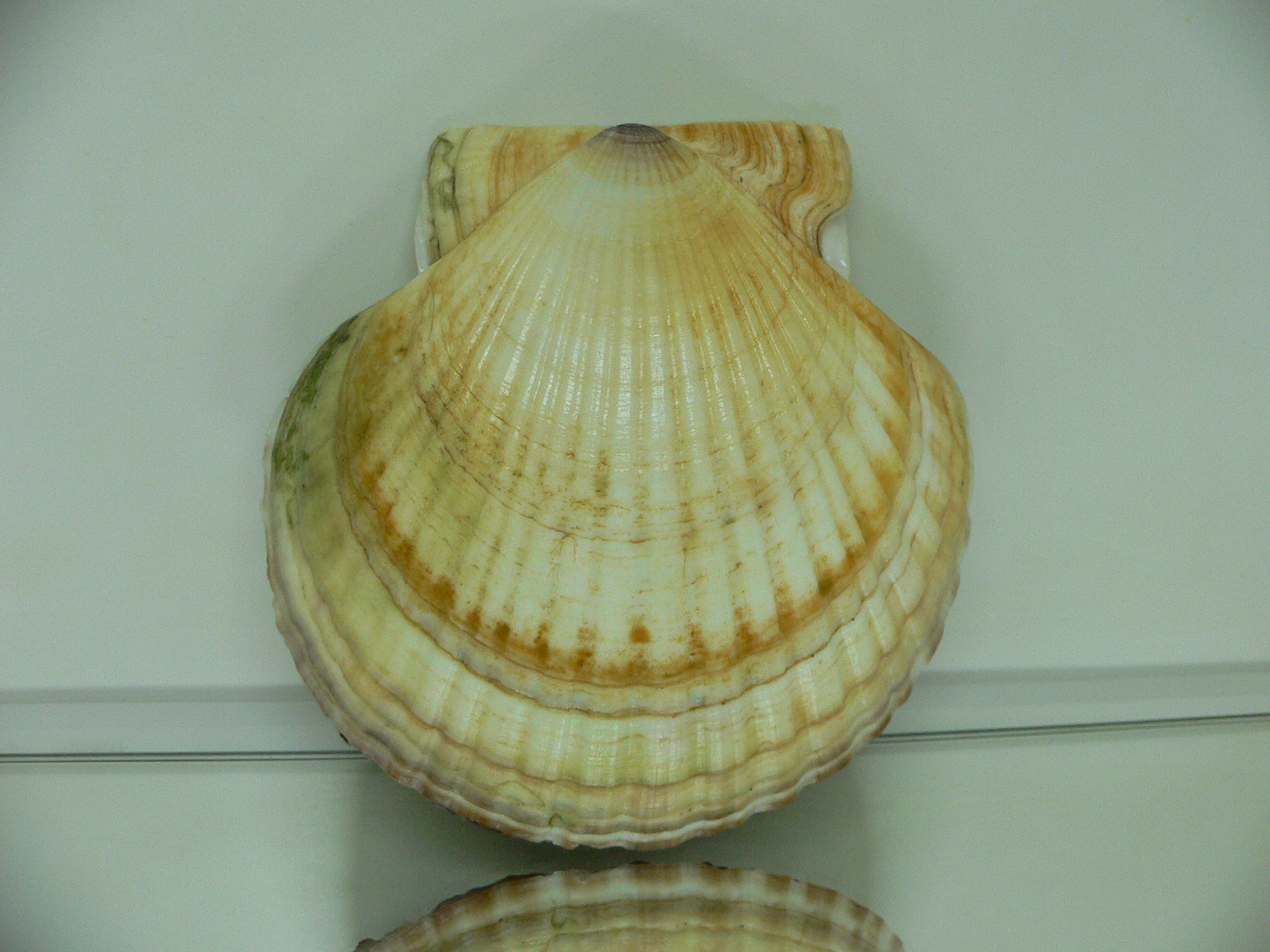 Patinopecten yessoensis SUPER COLOR