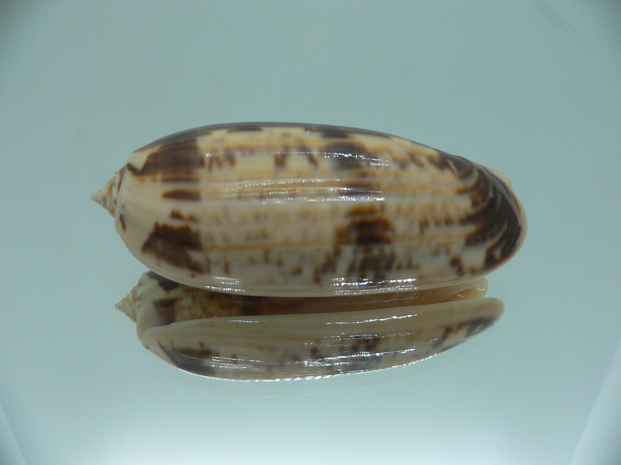 Oliva miniacea magnifica (var.) SUPER COLOR