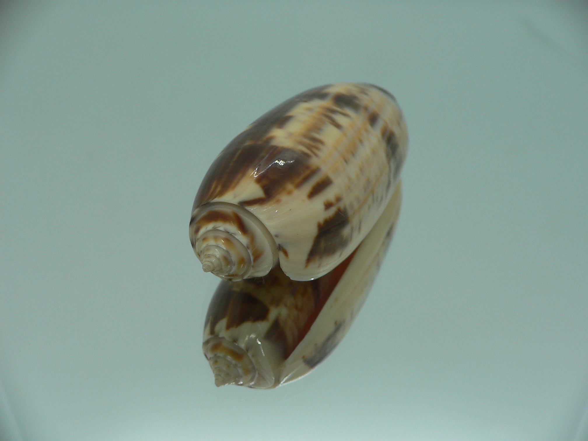 Oliva miniacea magnifica (var.) SUPER COLOR