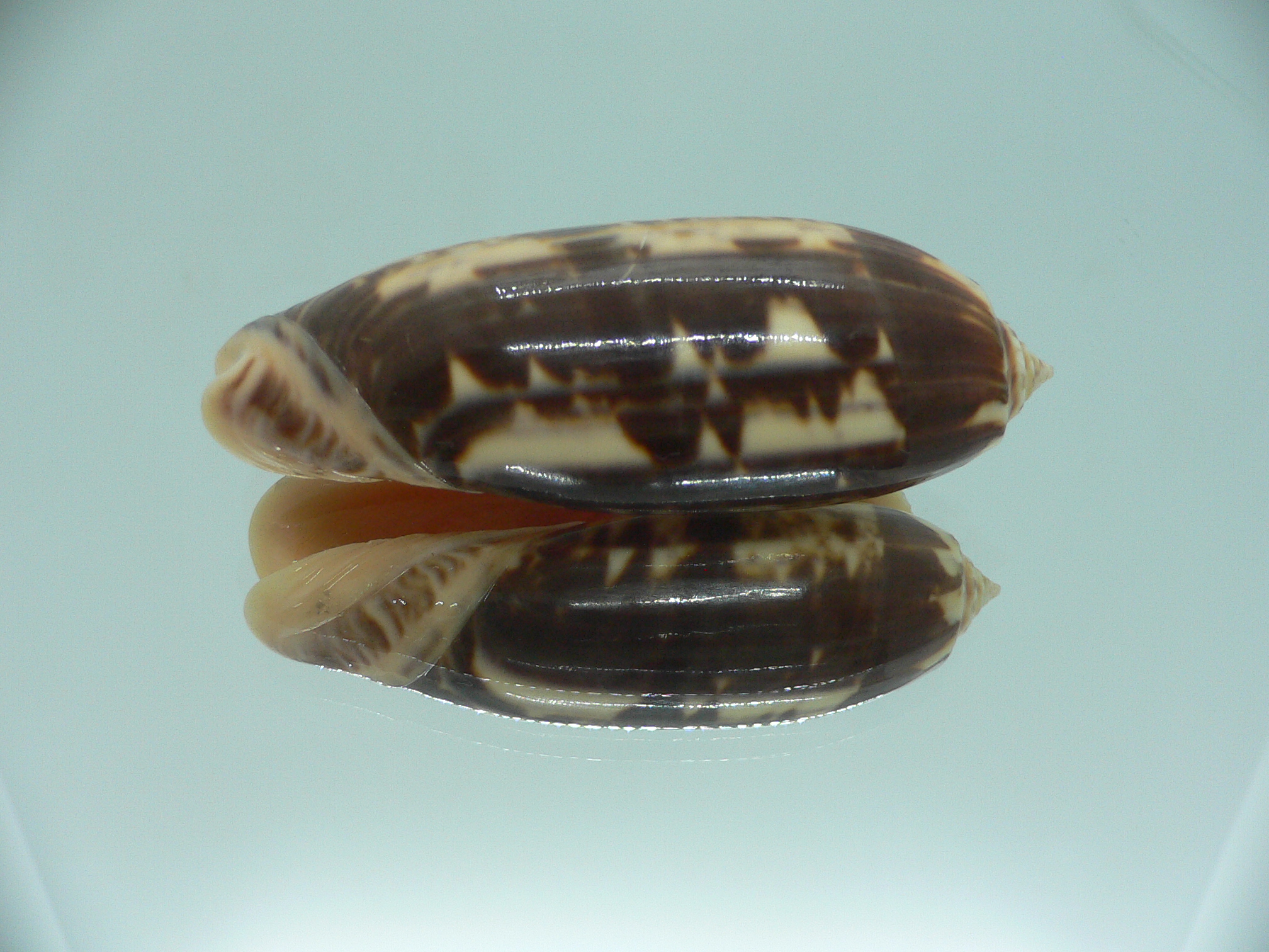 Oliva miniacea magnifica (var.) SUPER COLOR