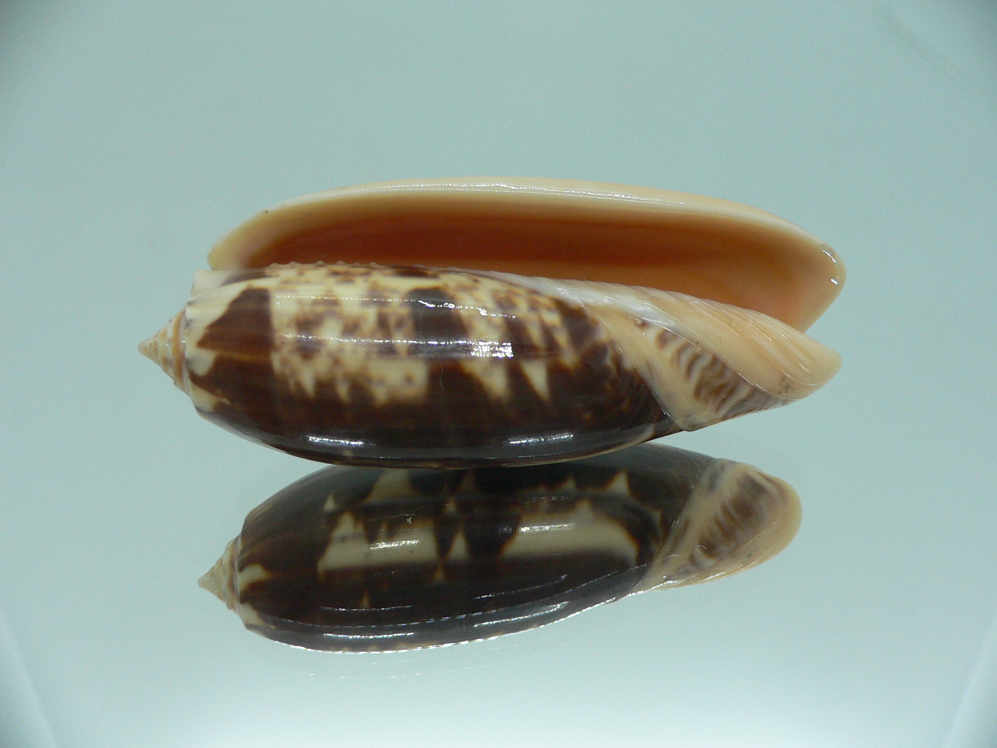 Oliva miniacea magnifica (var.) SUPER COLOR