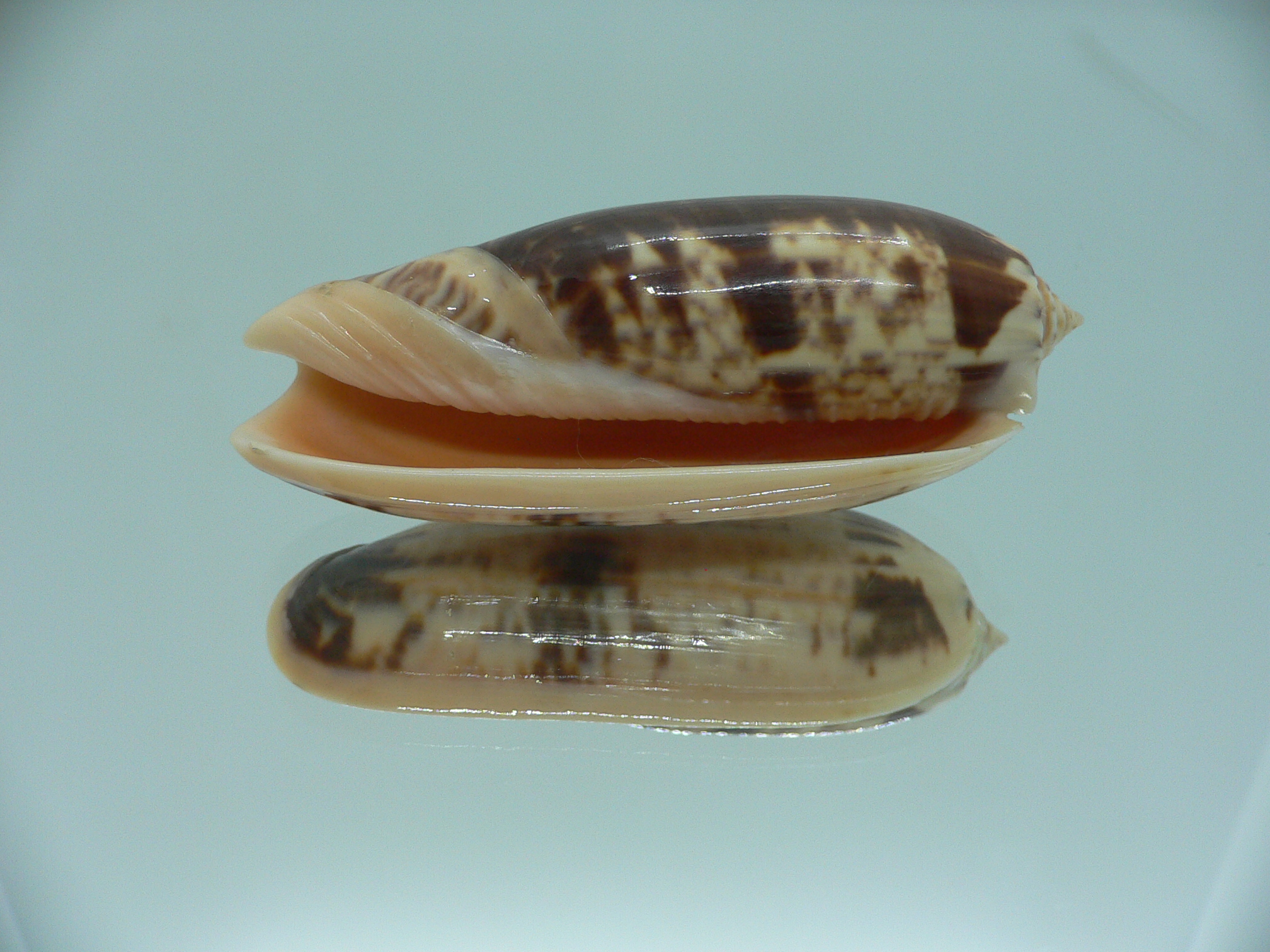 Oliva miniacea magnifica (var.) SUPER COLOR