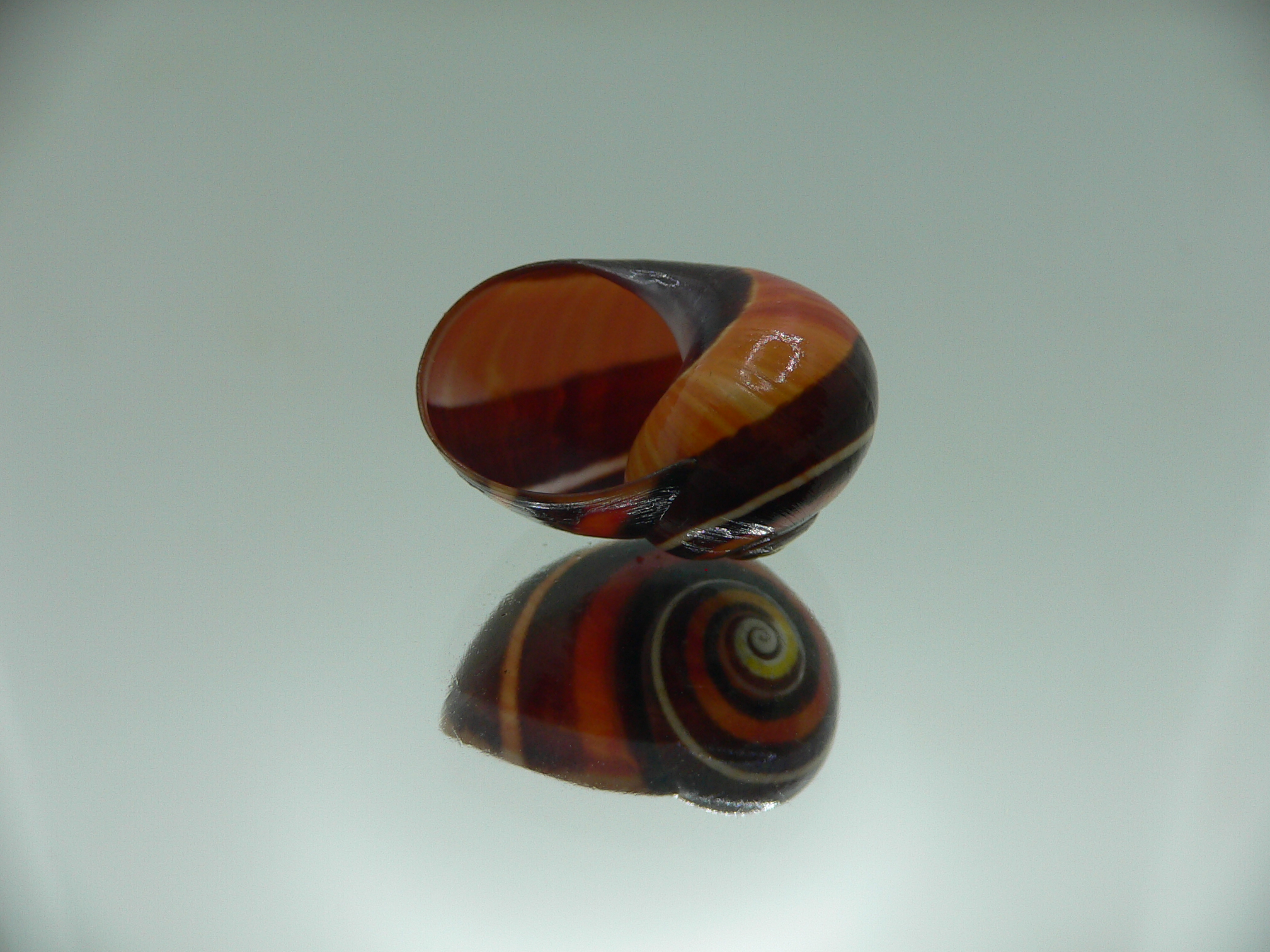 Polymita picta iolimbata UNUSUAL