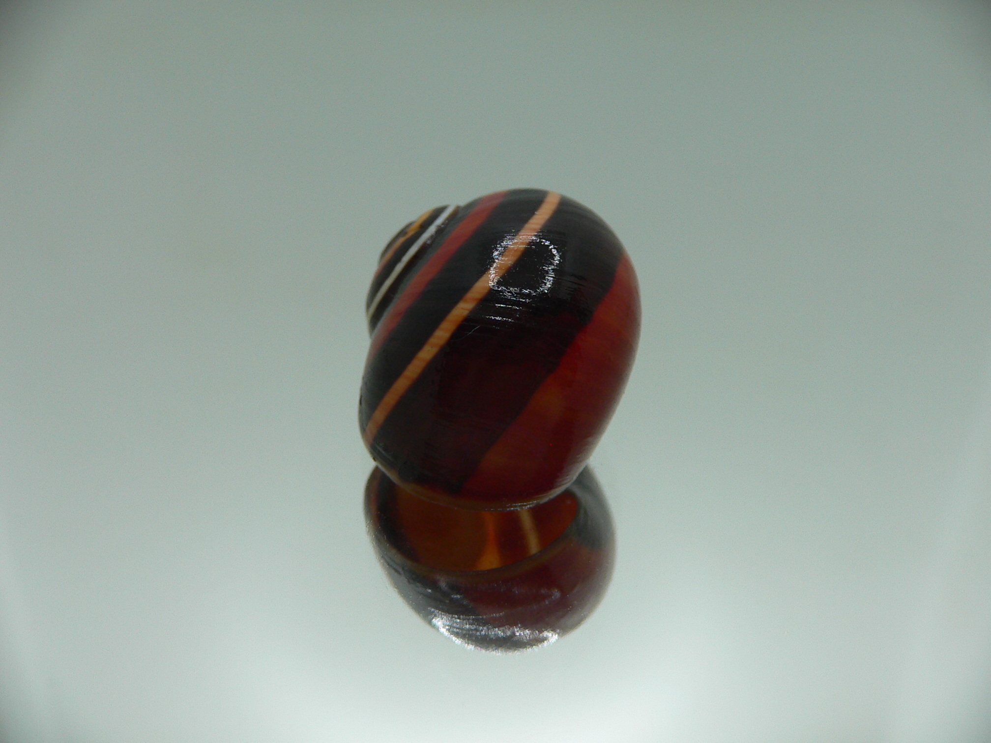 Polymita picta iolimbata UNUSUAL