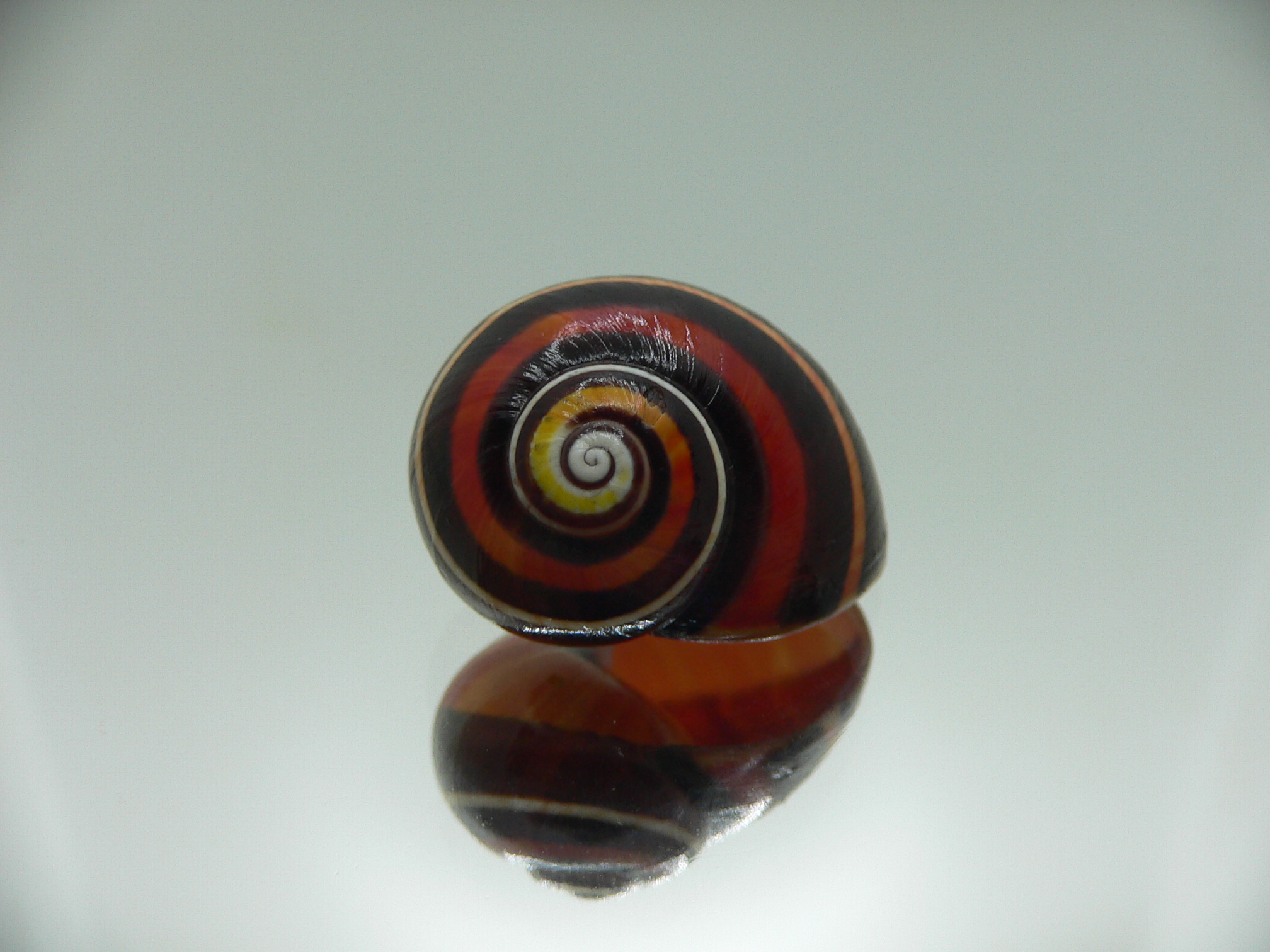 Polymita picta iolimbata UNUSUAL