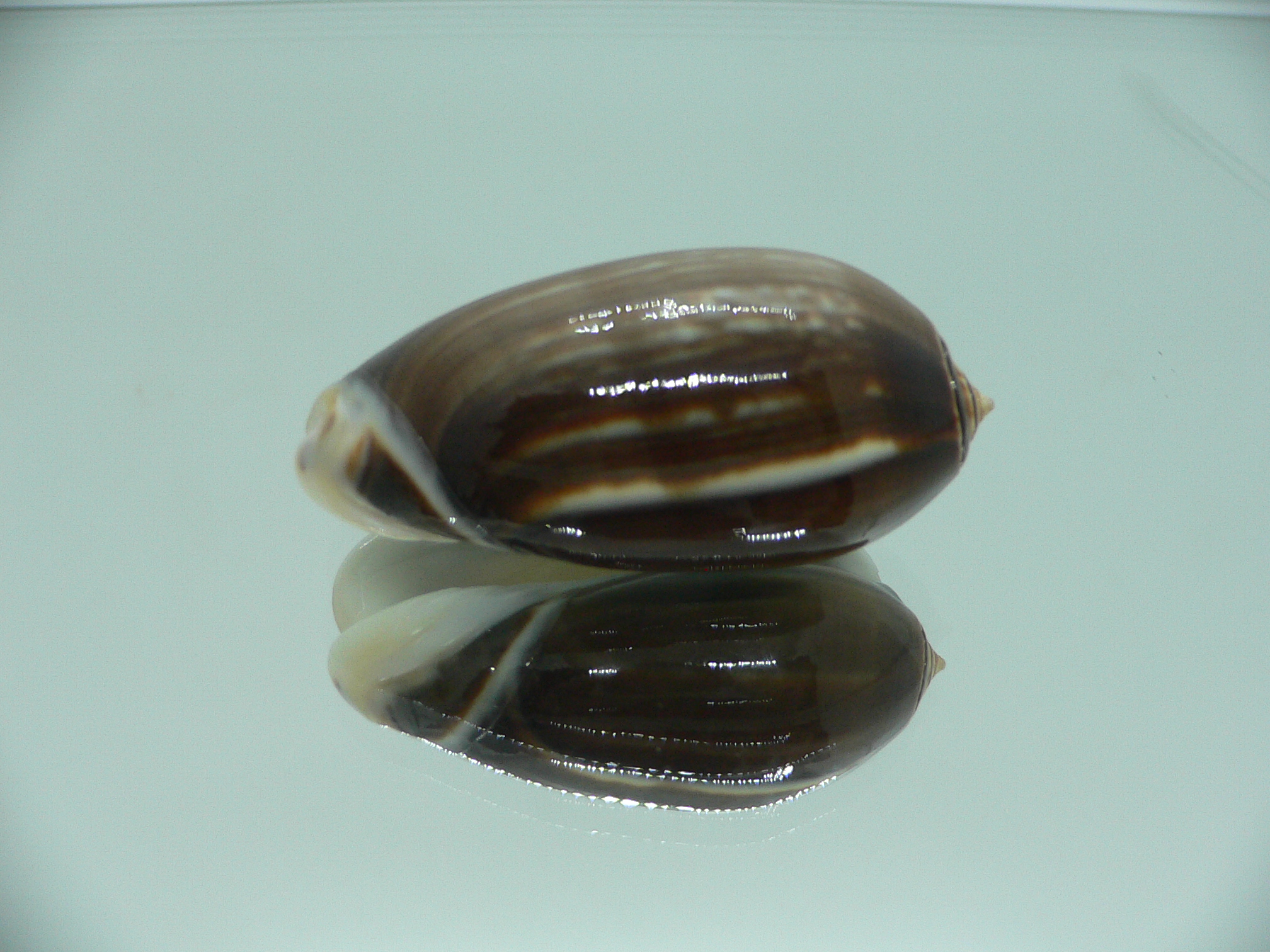 Oliva tigrina f. fallax IDEAL & RARE & BIG