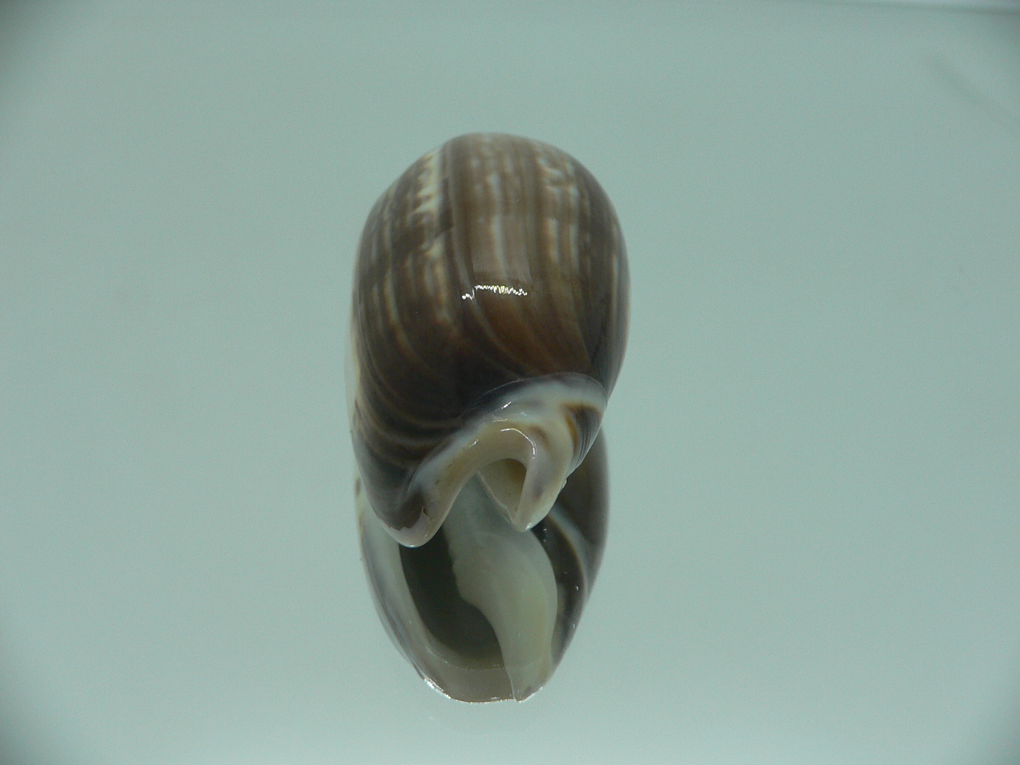 Oliva tigrina f. fallax IDEAL & RARE & BIG