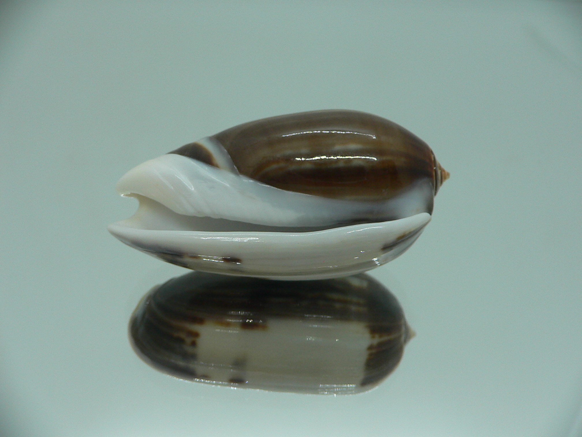 Oliva tigrina f. fallax IDEAL & RARE & BIG