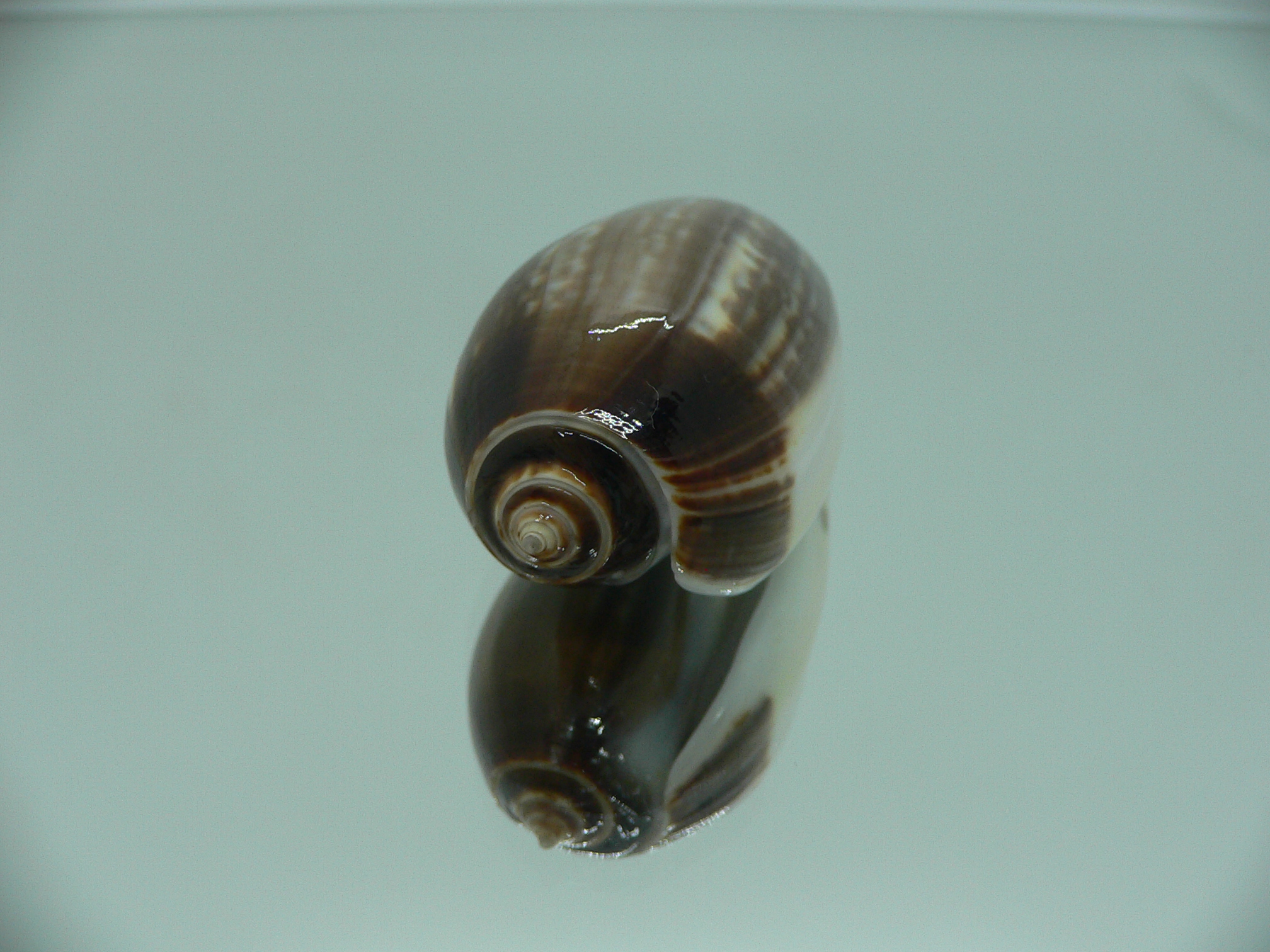 Oliva tigrina f. fallax IDEAL & RARE & BIG