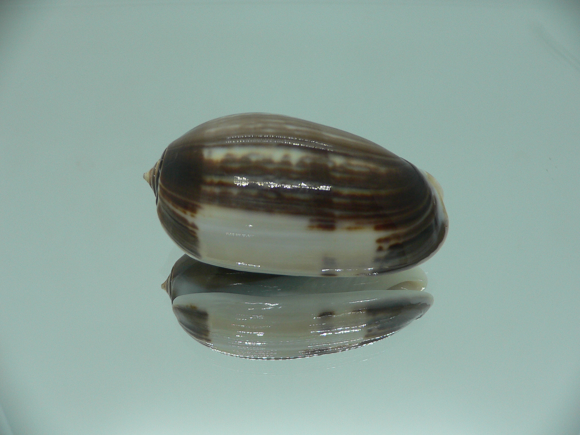Oliva tigrina f. fallax IDEAL & RARE & BIG