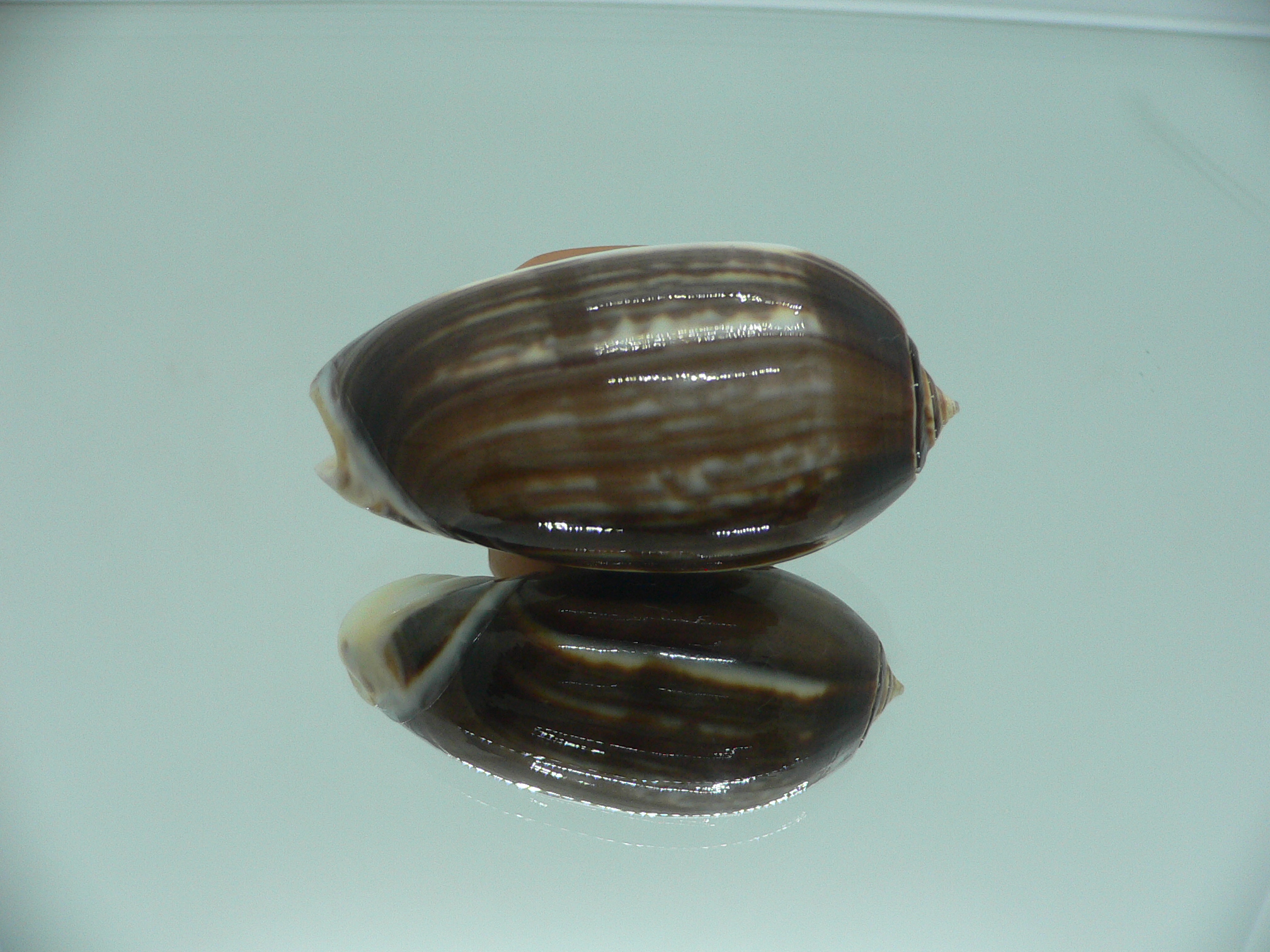 Oliva tigrina f. fallax IDEAL & RARE & BIG