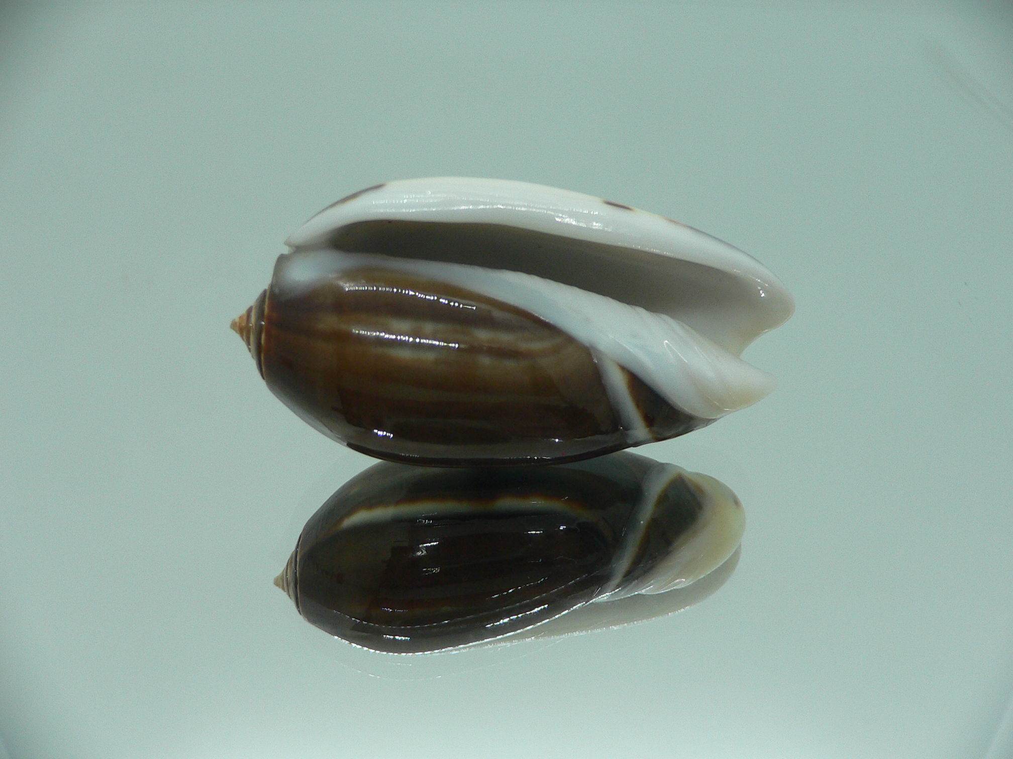 Oliva tigrina f. fallax IDEAL & RARE & BIG