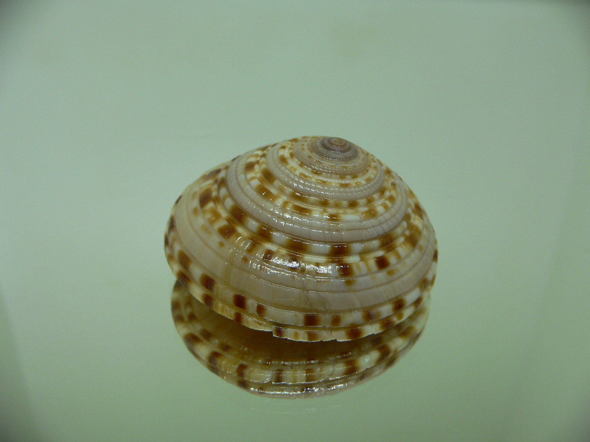 Architectonica gualtierii