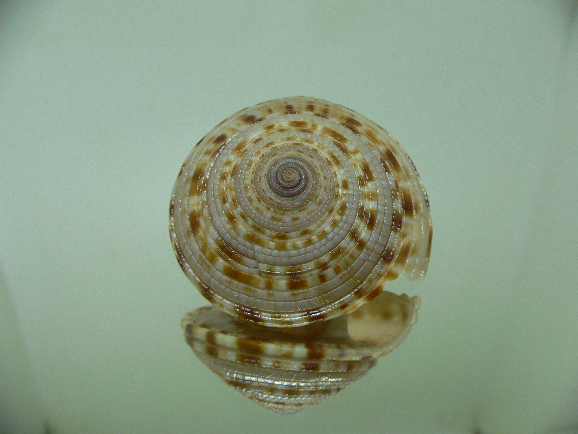 Architectonica gualtierii