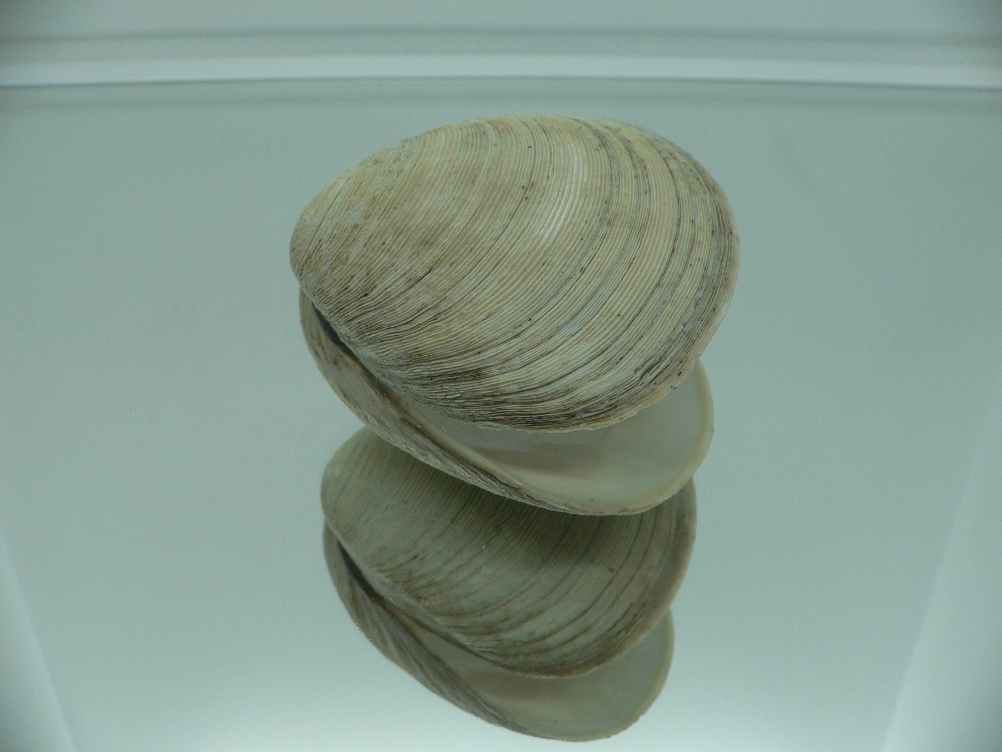 Mercenaria stimpsoni BIG & GRAY