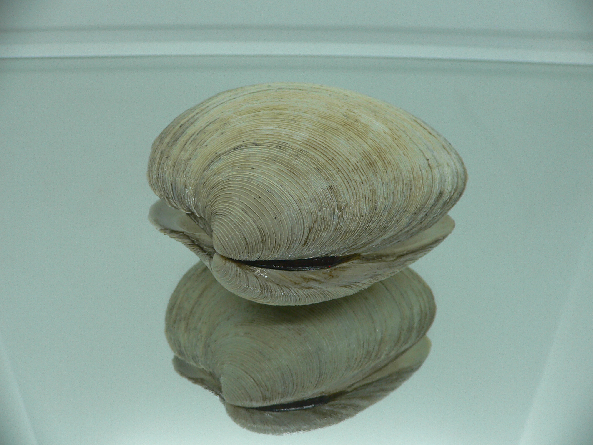 Mercenaria stimpsoni BIG & GRAY