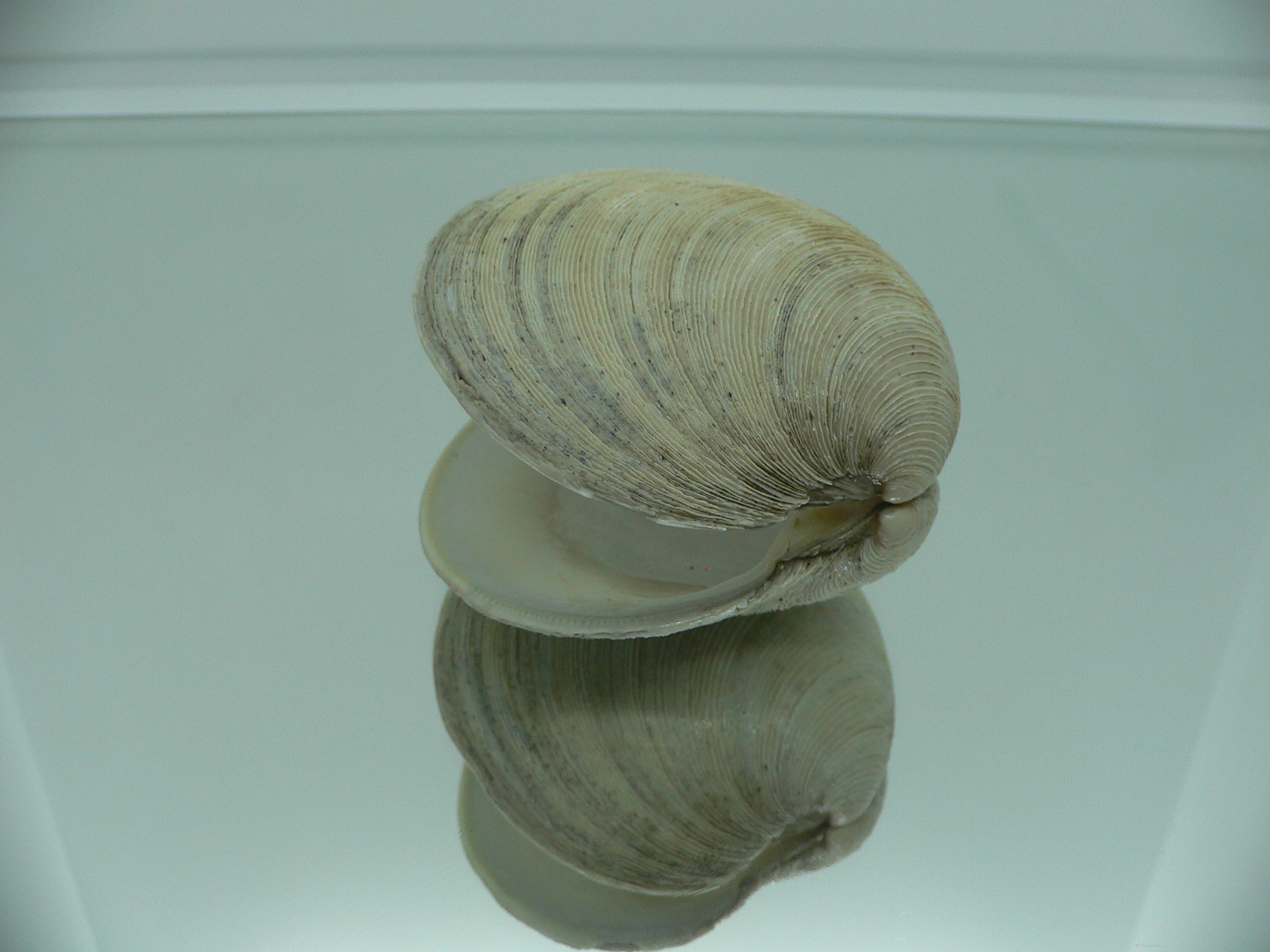 Mercenaria stimpsoni BIG & GRAY