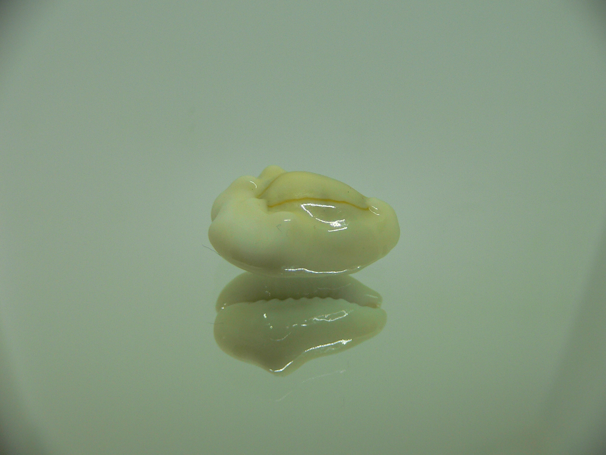 Cypraea moneta tuberculosa (var.) 2