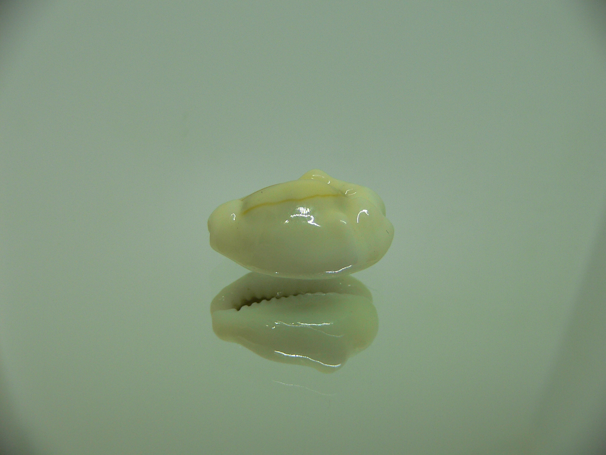 Cypraea moneta tuberculosa (var.) 2