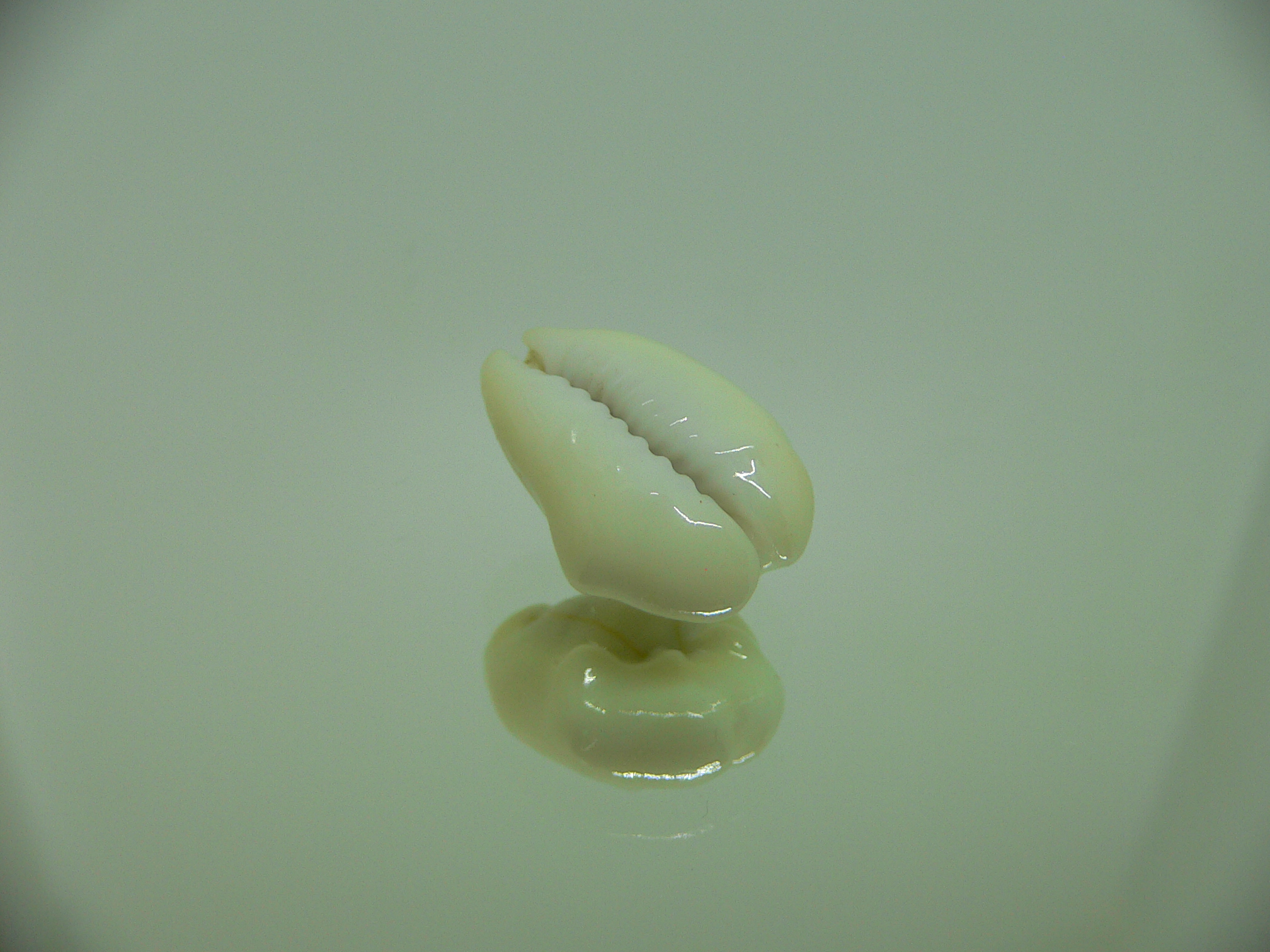 Cypraea moneta tuberculosa (var.) 2