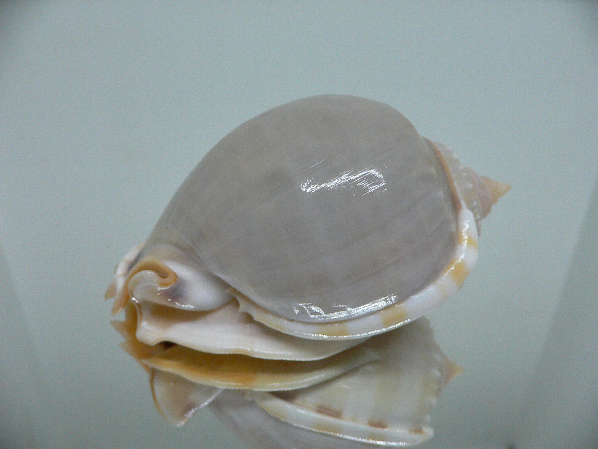 Phalium glaucum