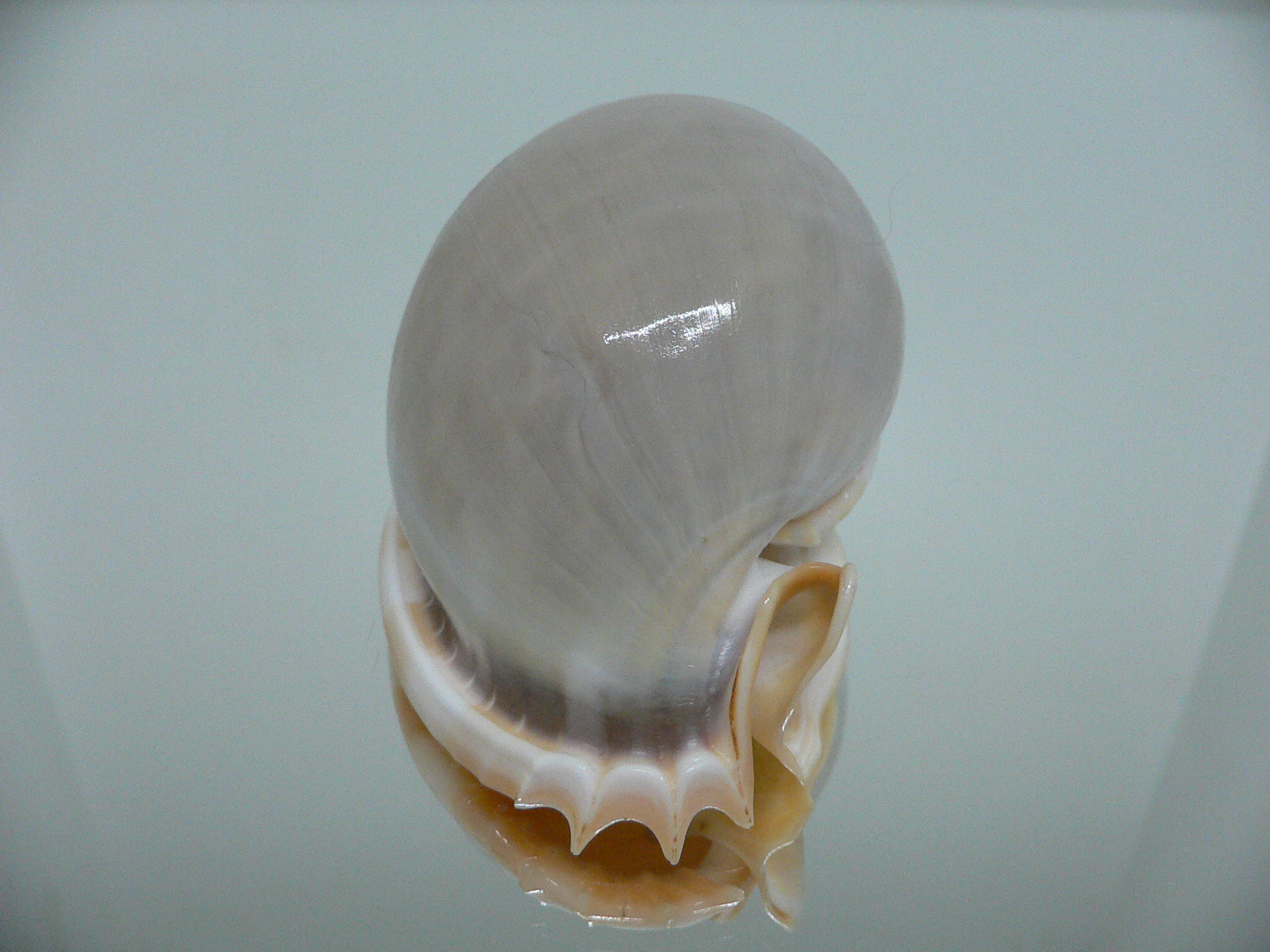 Phalium glaucum