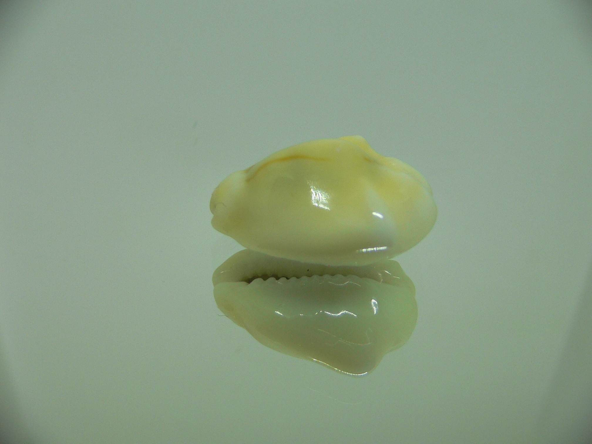 Cypraea moneta tuberculosa (var.) 9