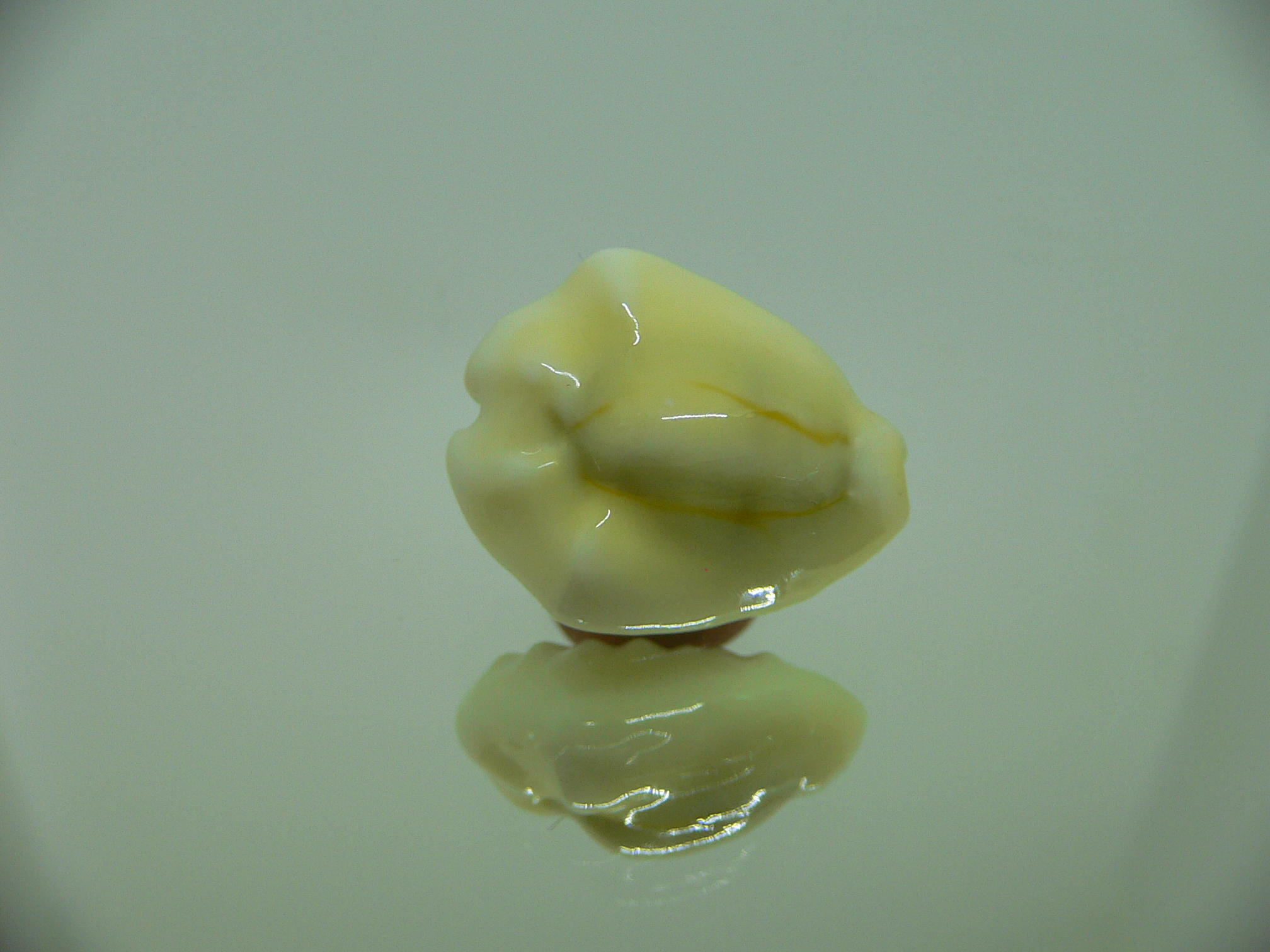 Cypraea moneta tuberculosa (var.) 9