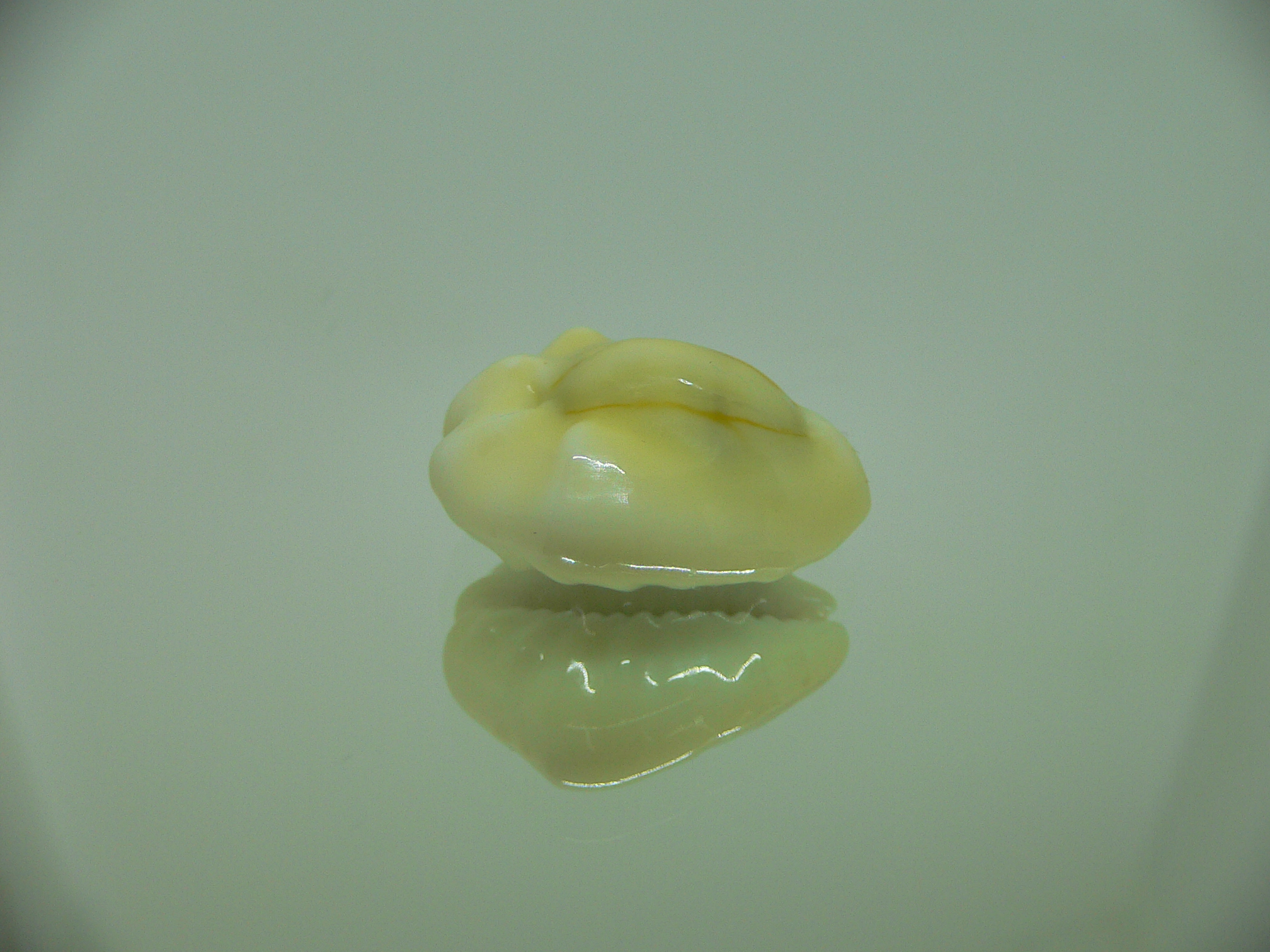 Cypraea moneta tuberculosa (var.) 9