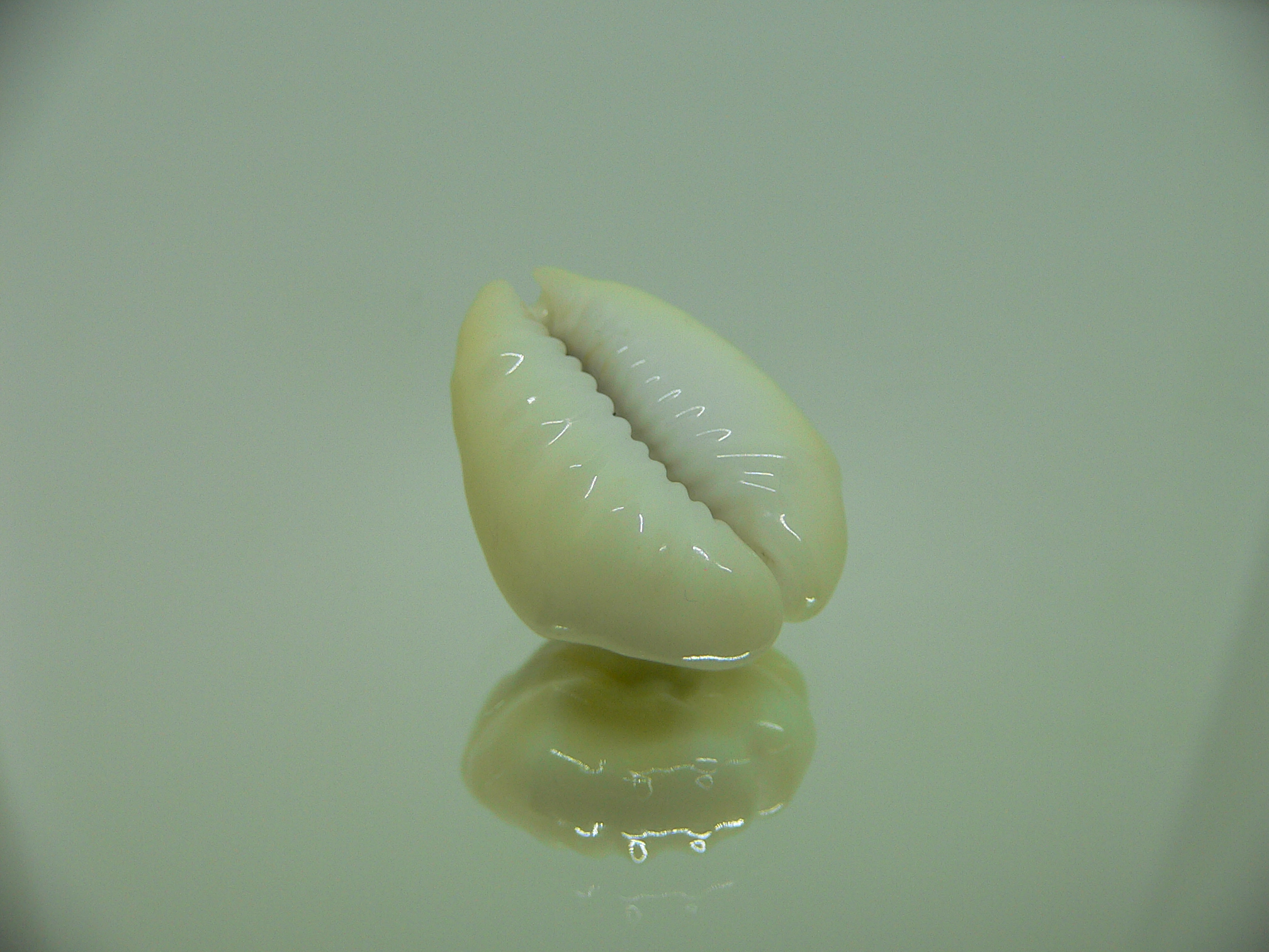 Cypraea moneta tuberculosa (var.) 9