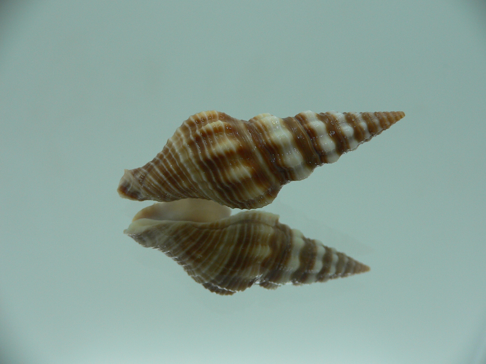 Ptychobela nodulosa