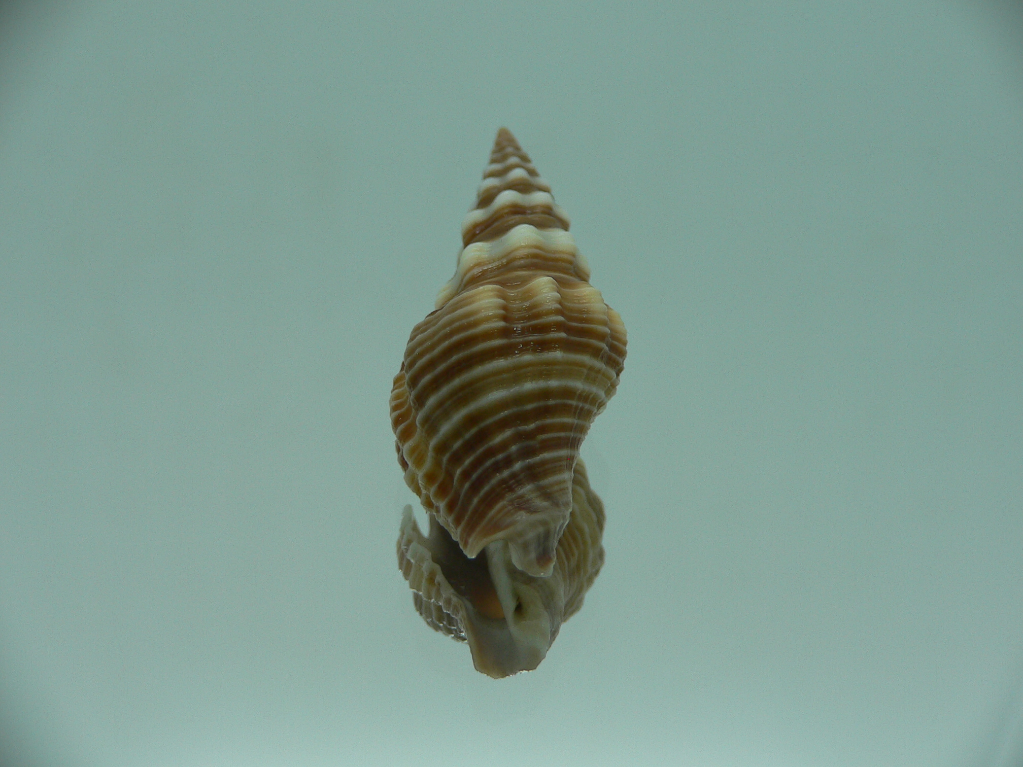 Ptychobela nodulosa