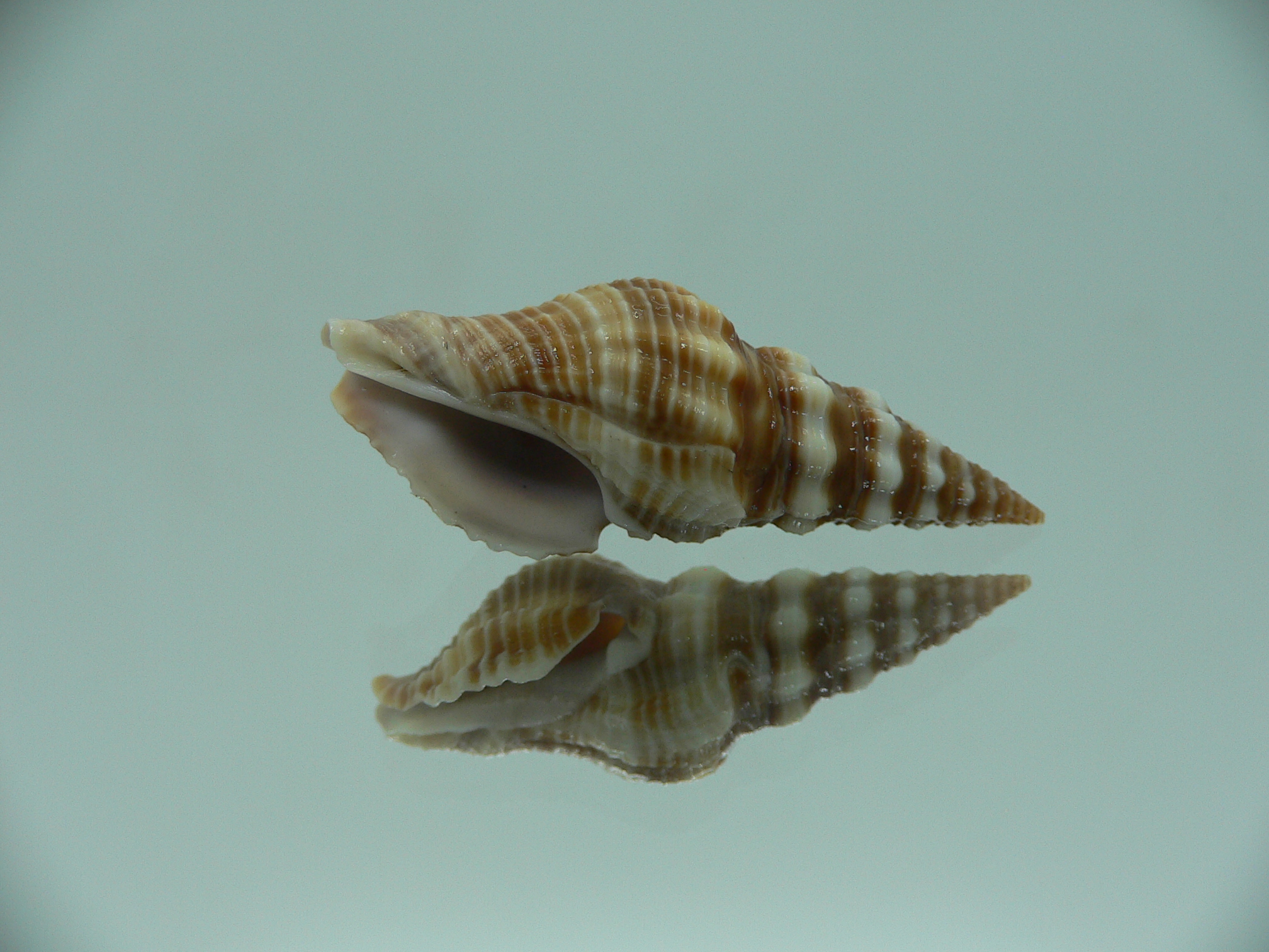 Ptychobela nodulosa