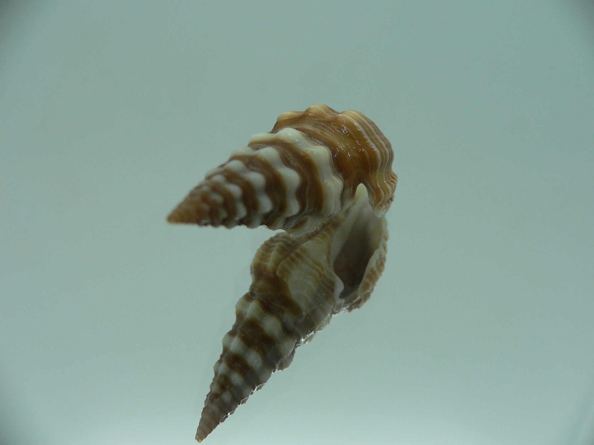 Ptychobela nodulosa