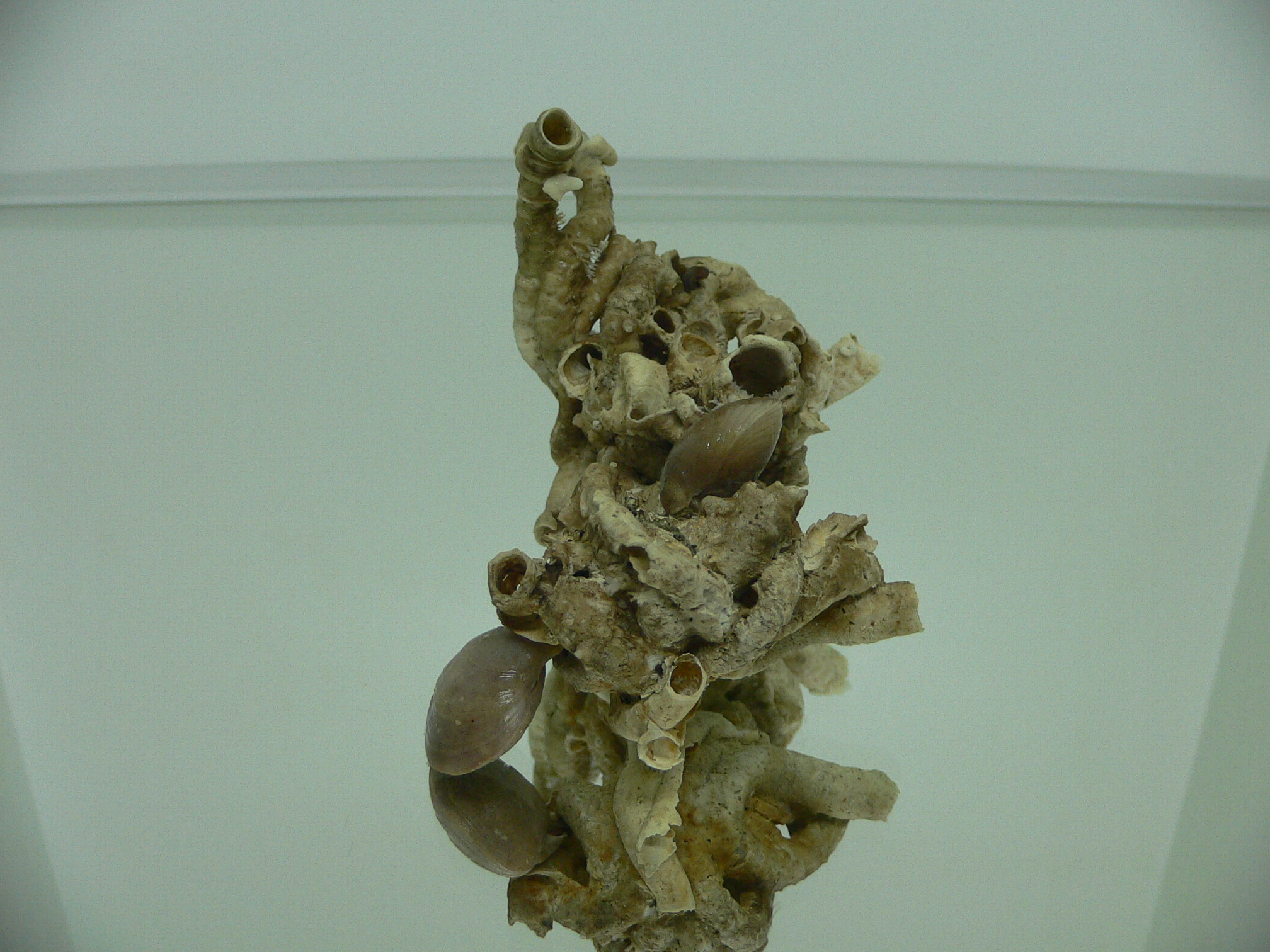 Колония Serpula SP. + Campages SP. ELONGATE
