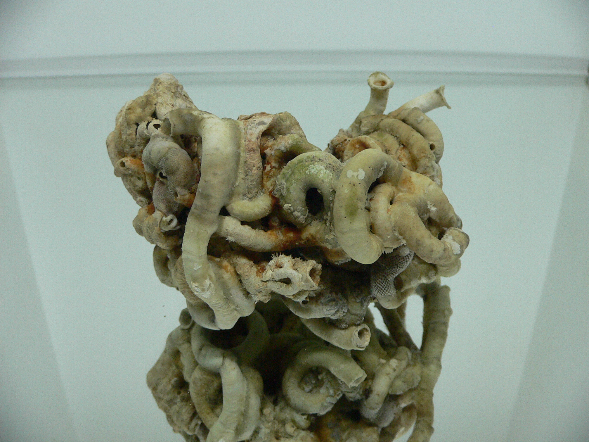 Колония Serpula SP.