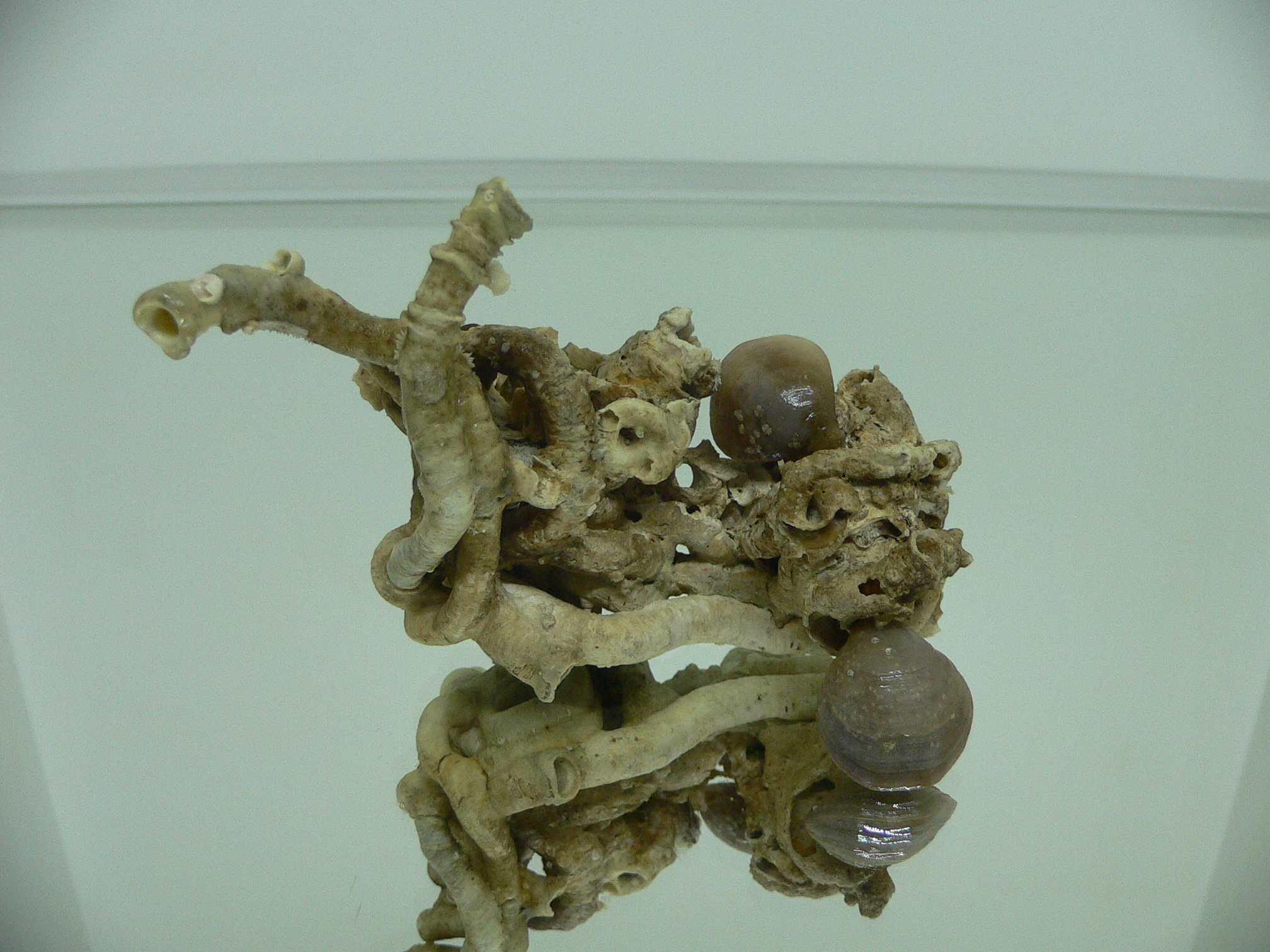 Колония Serpula SP. + Campages SP. ELONGATE