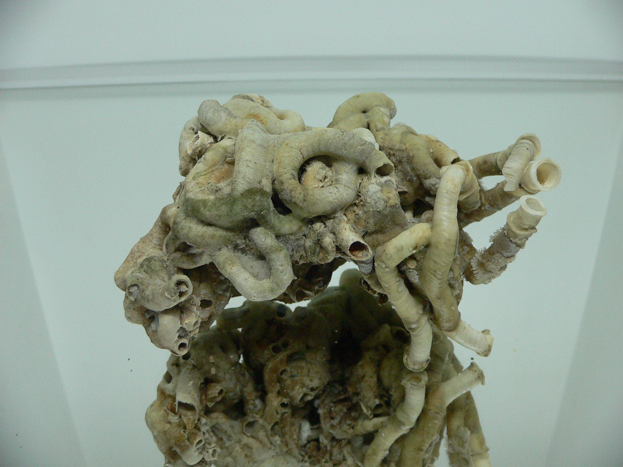 Колония Serpula SP.
