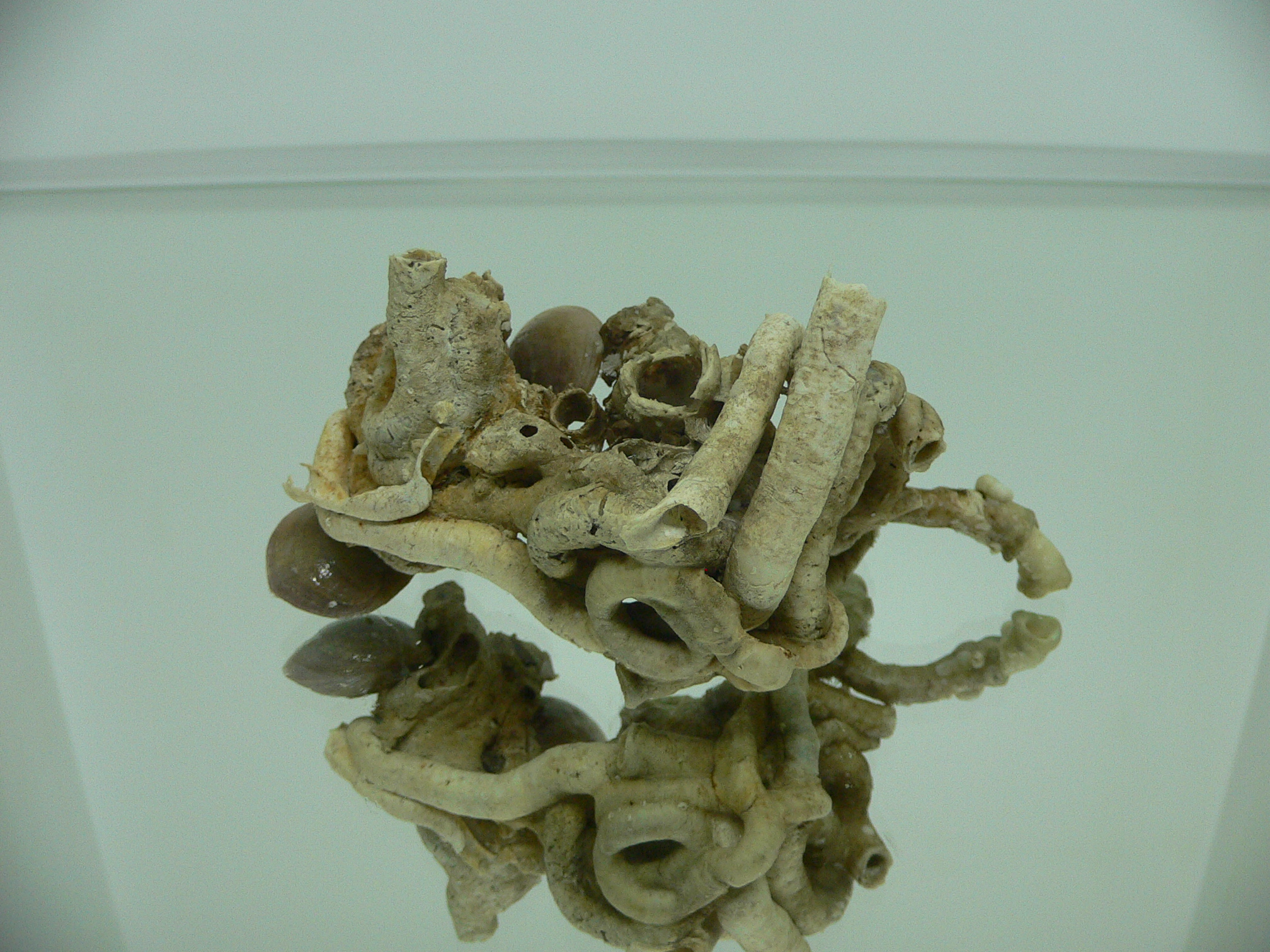 Колония Serpula SP. + Campages SP. ELONGATE