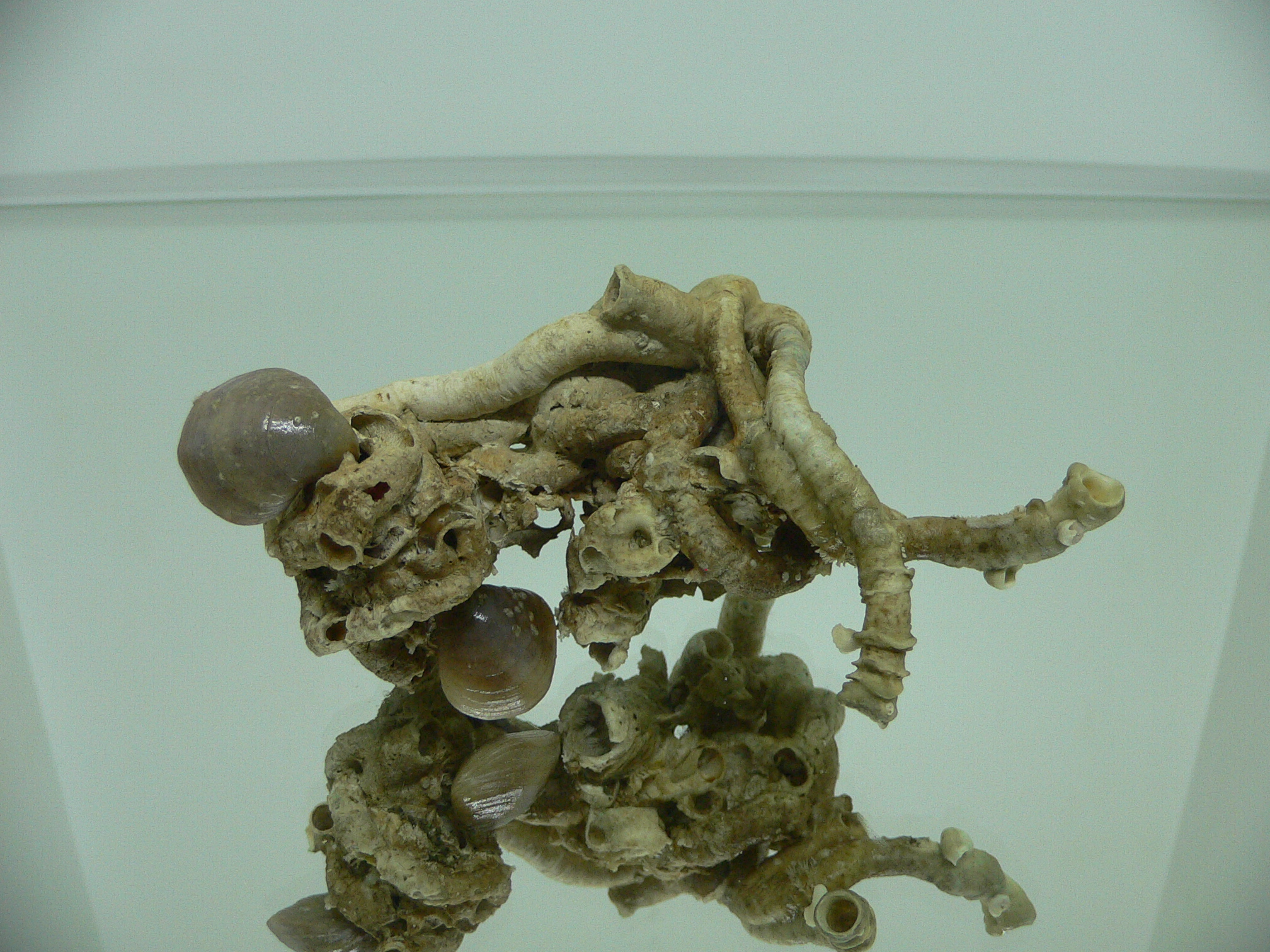 Колония Serpula SP. + Campages SP. ELONGATE