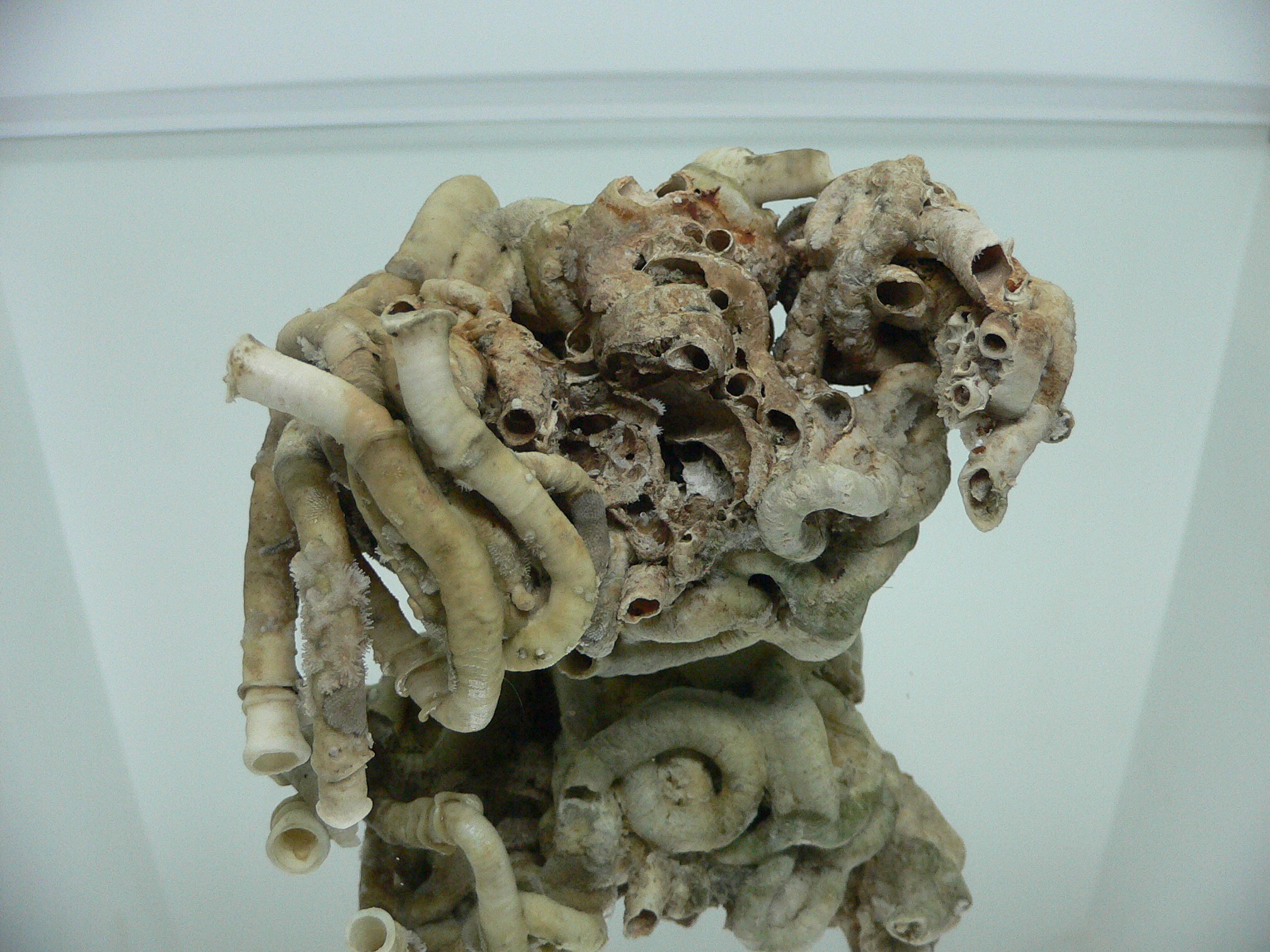 Колония Serpula SP.