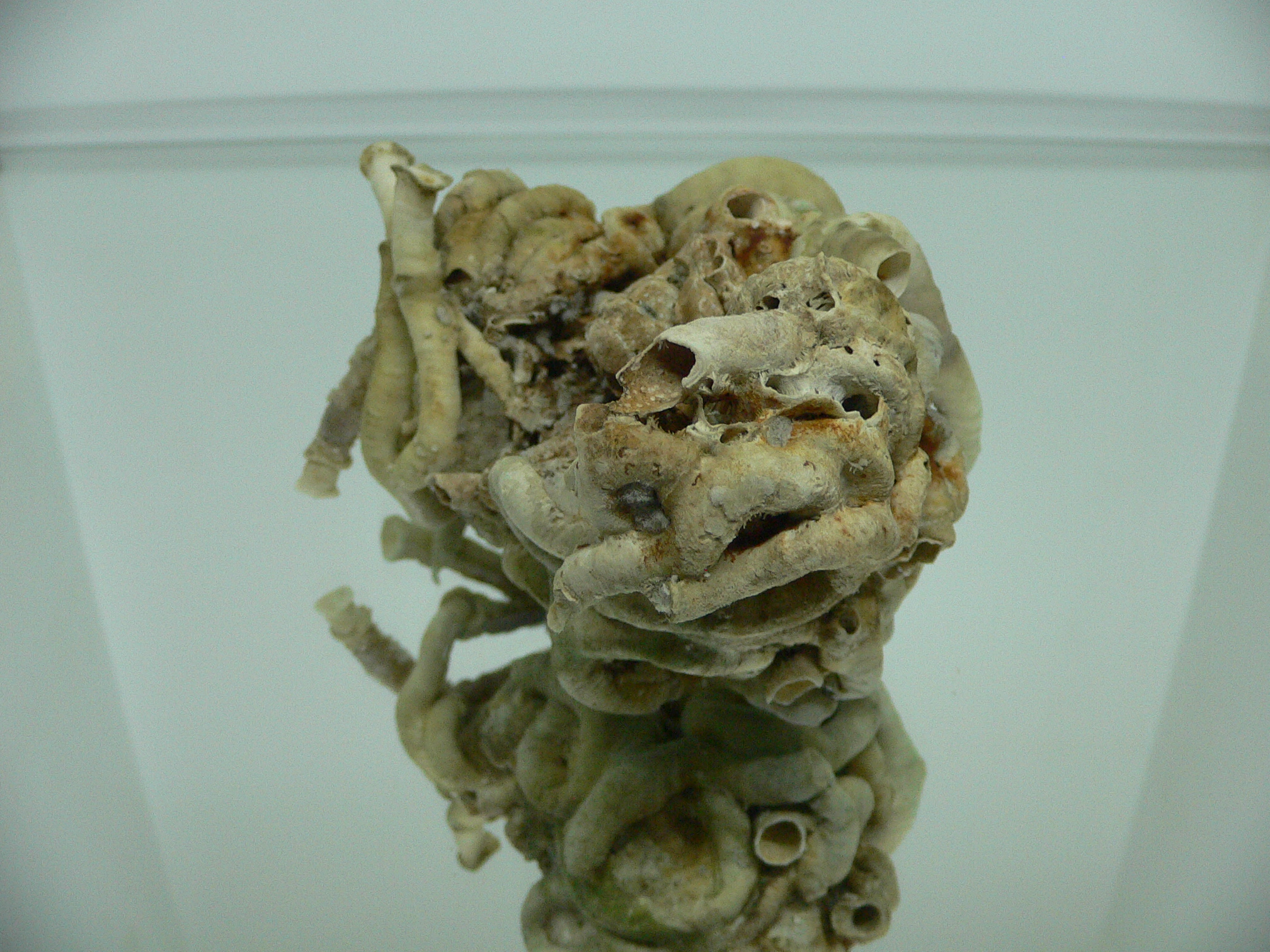 Колония Serpula SP.