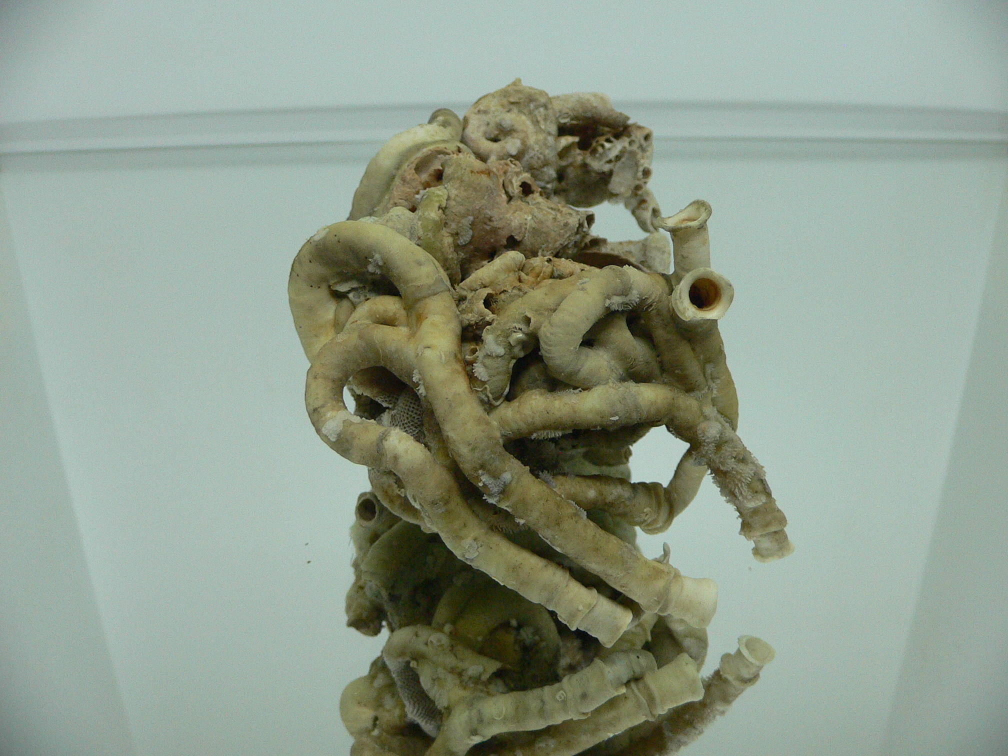 Колония Serpula SP.