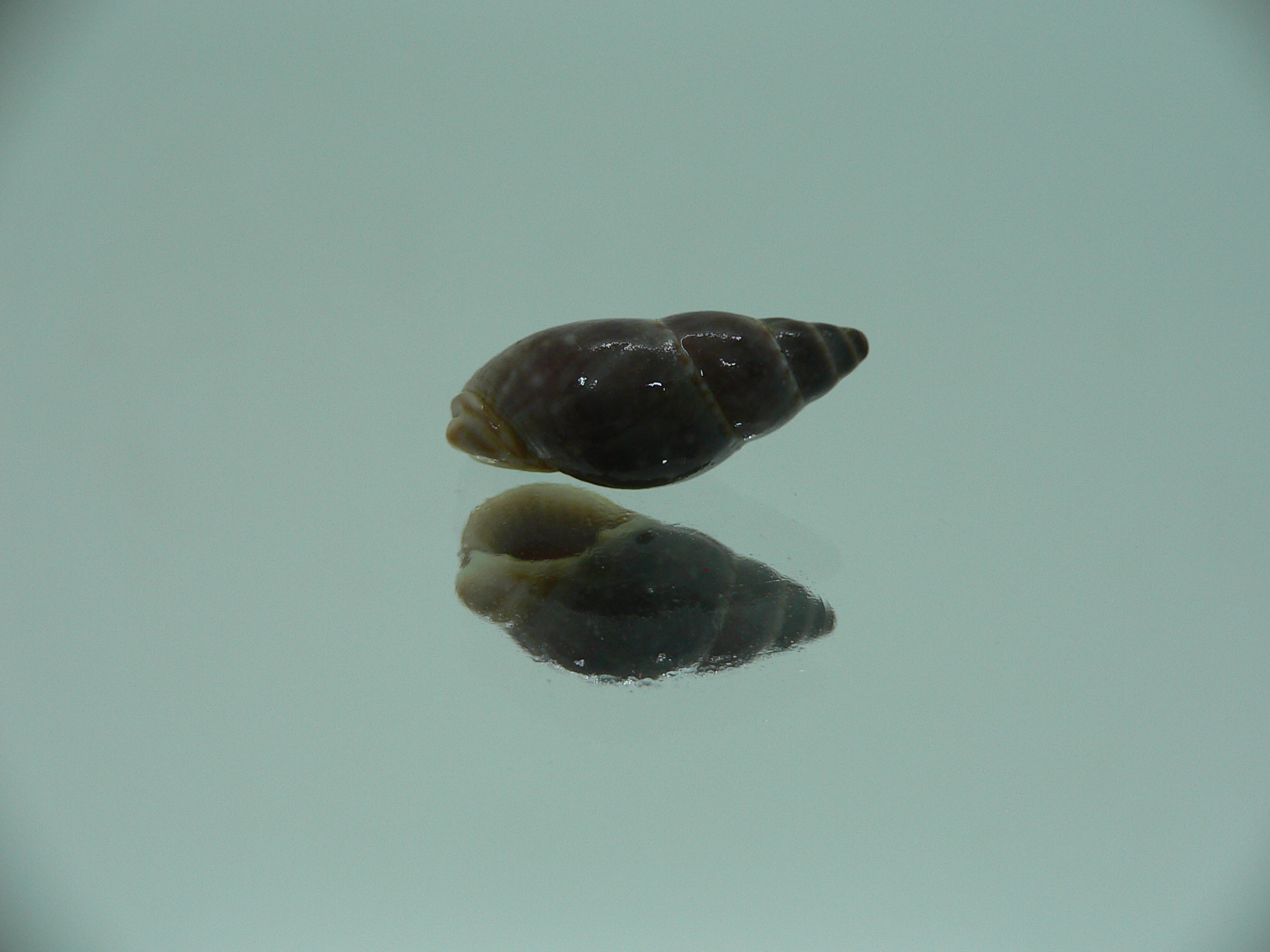 Nassarius reeveanus f. marrati