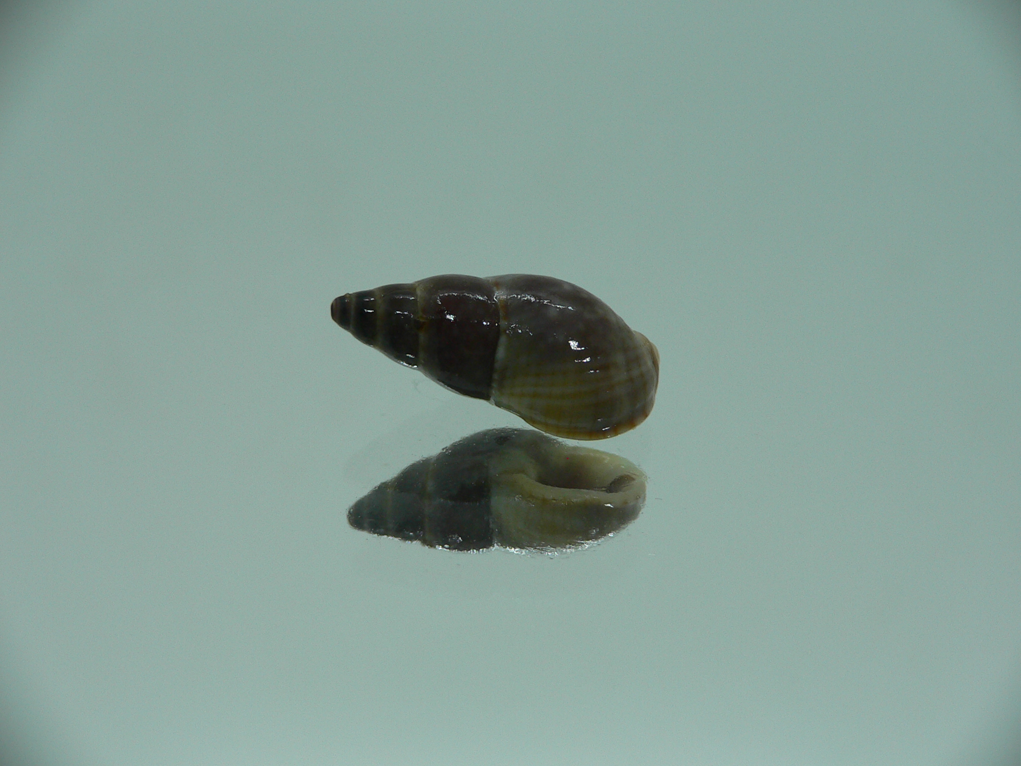 Nassarius reeveanus f. marrati