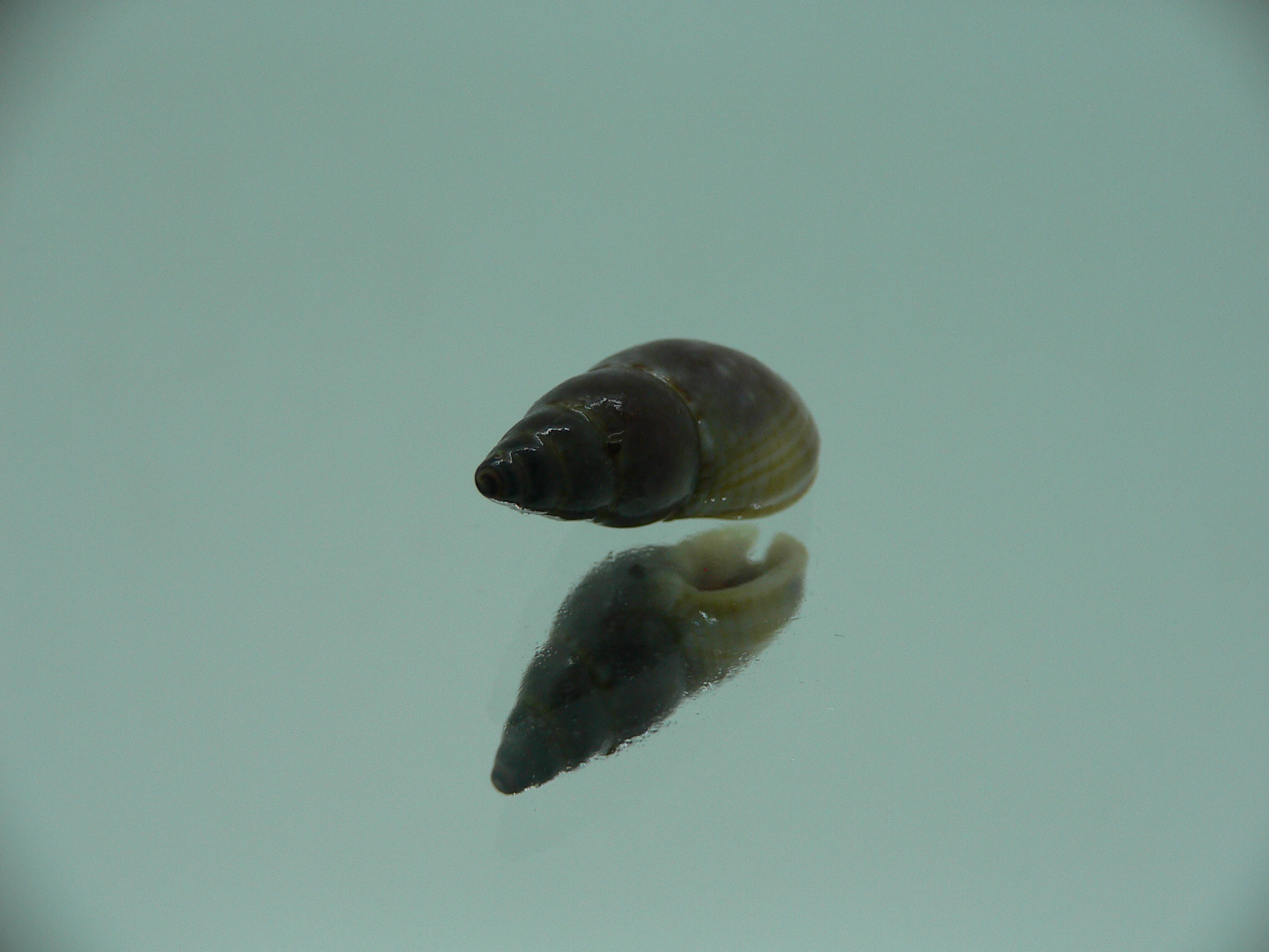 Nassarius reeveanus f. marrati